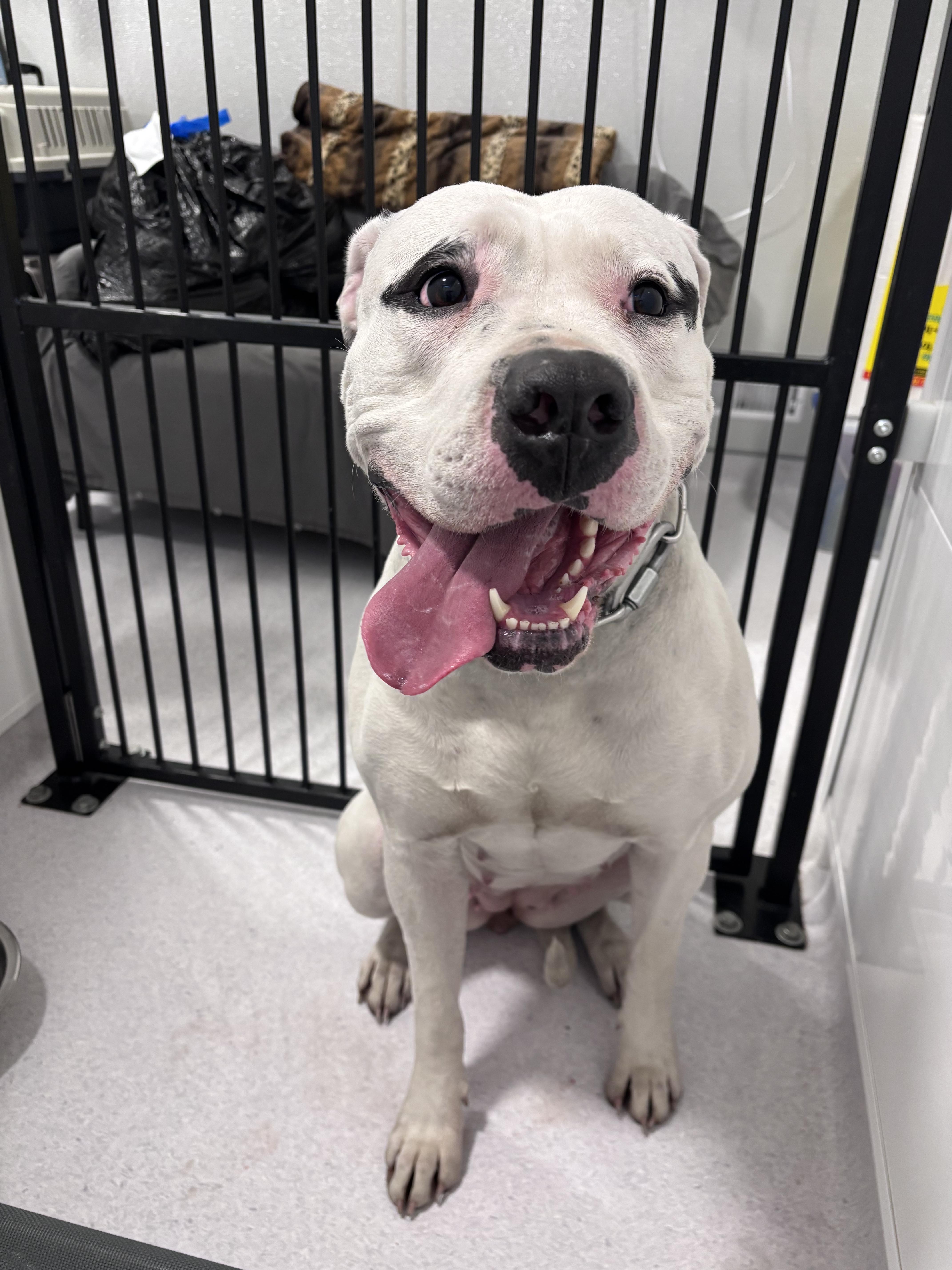 Enlarge Athena, a Adoptable mixed breed in Steinbach, MB image 1/6