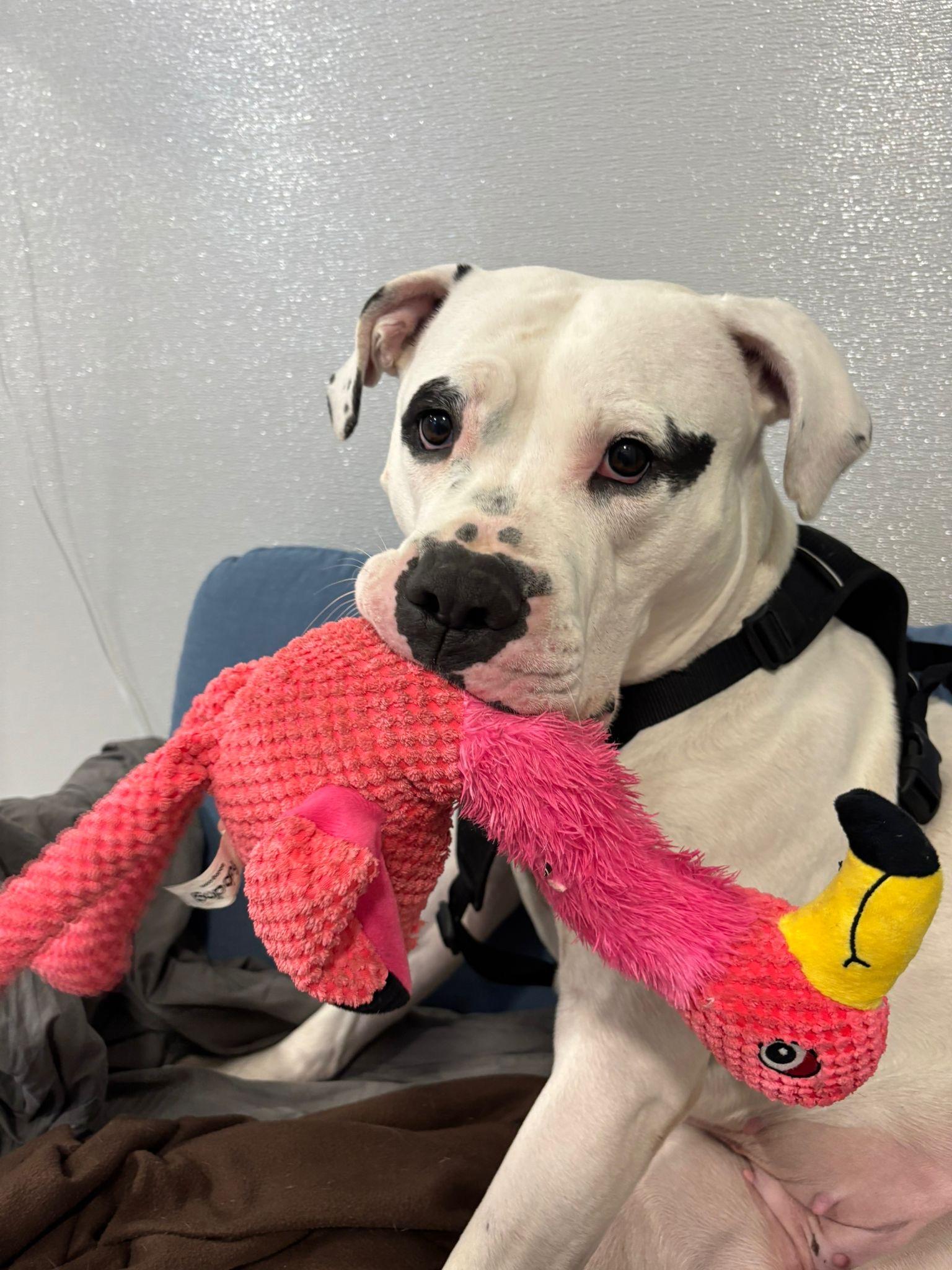 Enlarge Athena, a Adoptable mixed breed in Steinbach, MB image 2/6