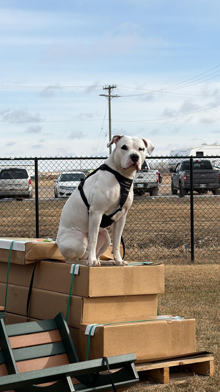 Enlarge Athena, a Adoptable mixed breed in Steinbach, MB image 3/6