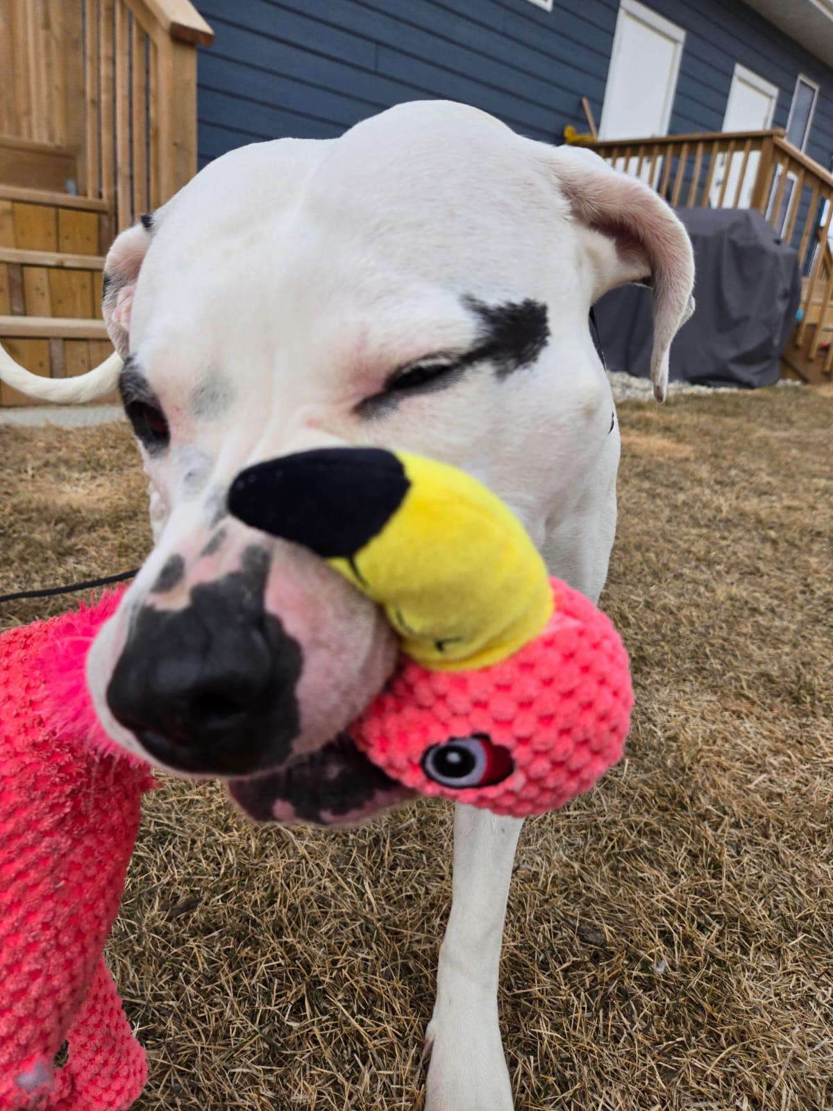 Enlarge Athena, a Adoptable mixed breed in Steinbach, MB image 4/6