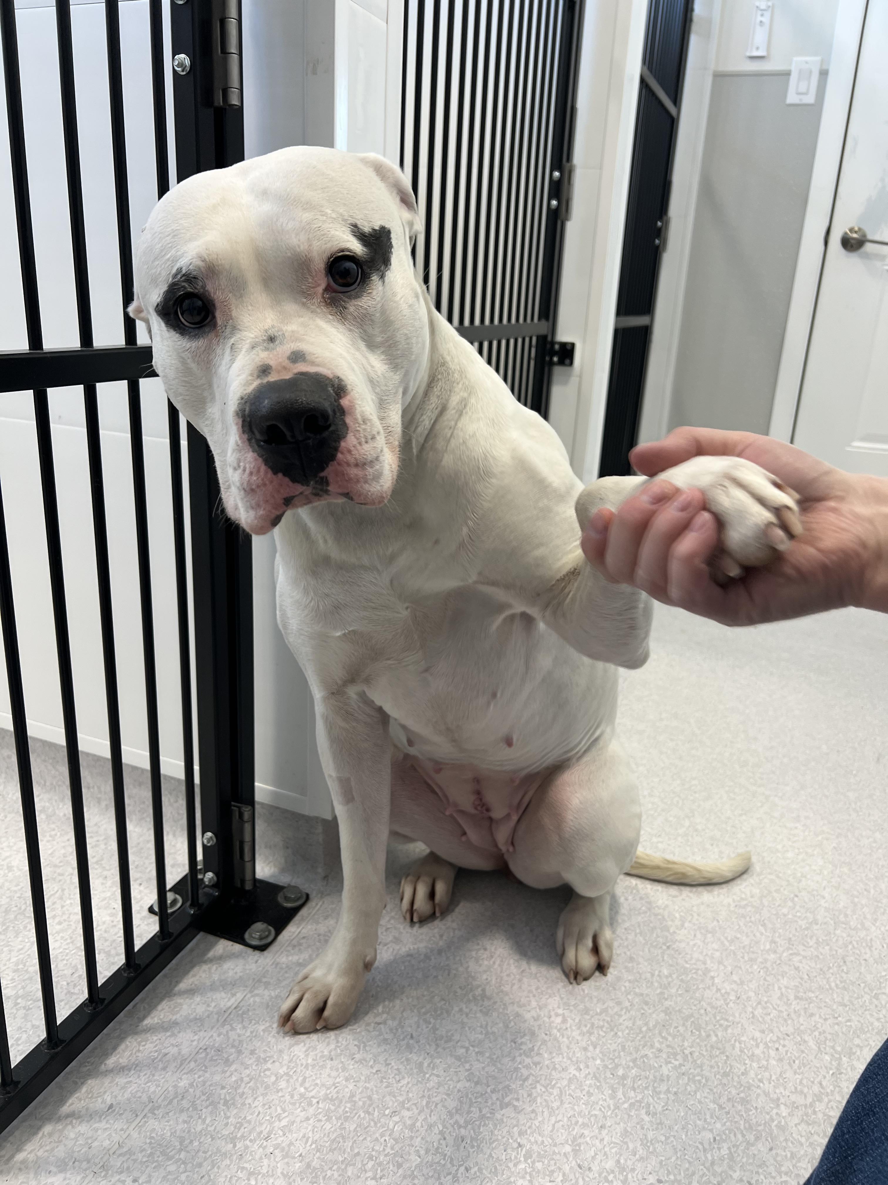 Enlarge Athena, a Adoptable mixed breed in Steinbach, MB image 1/6