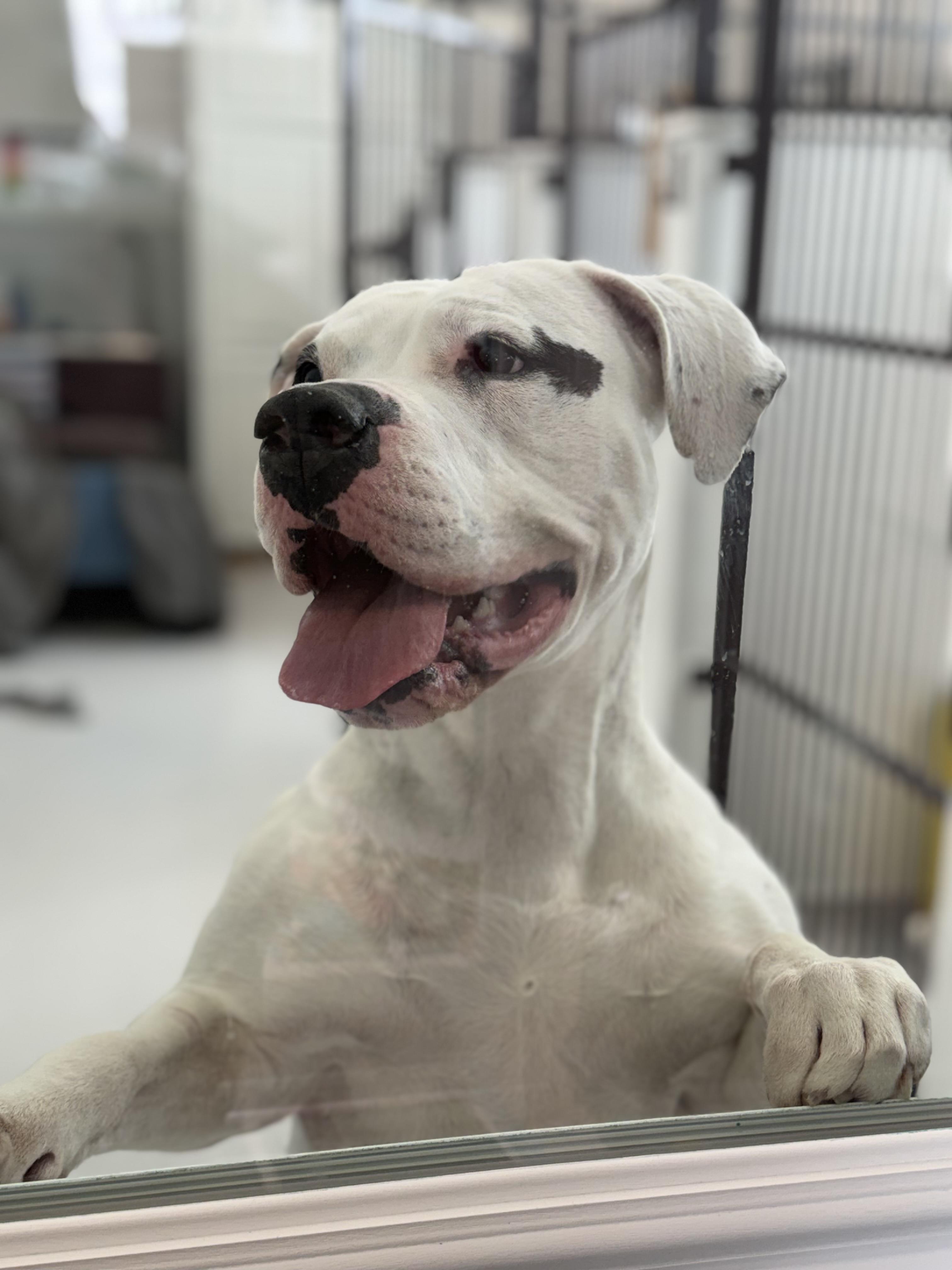 Athena, Adoptable, Adult Female Pit Bull Terrier.
