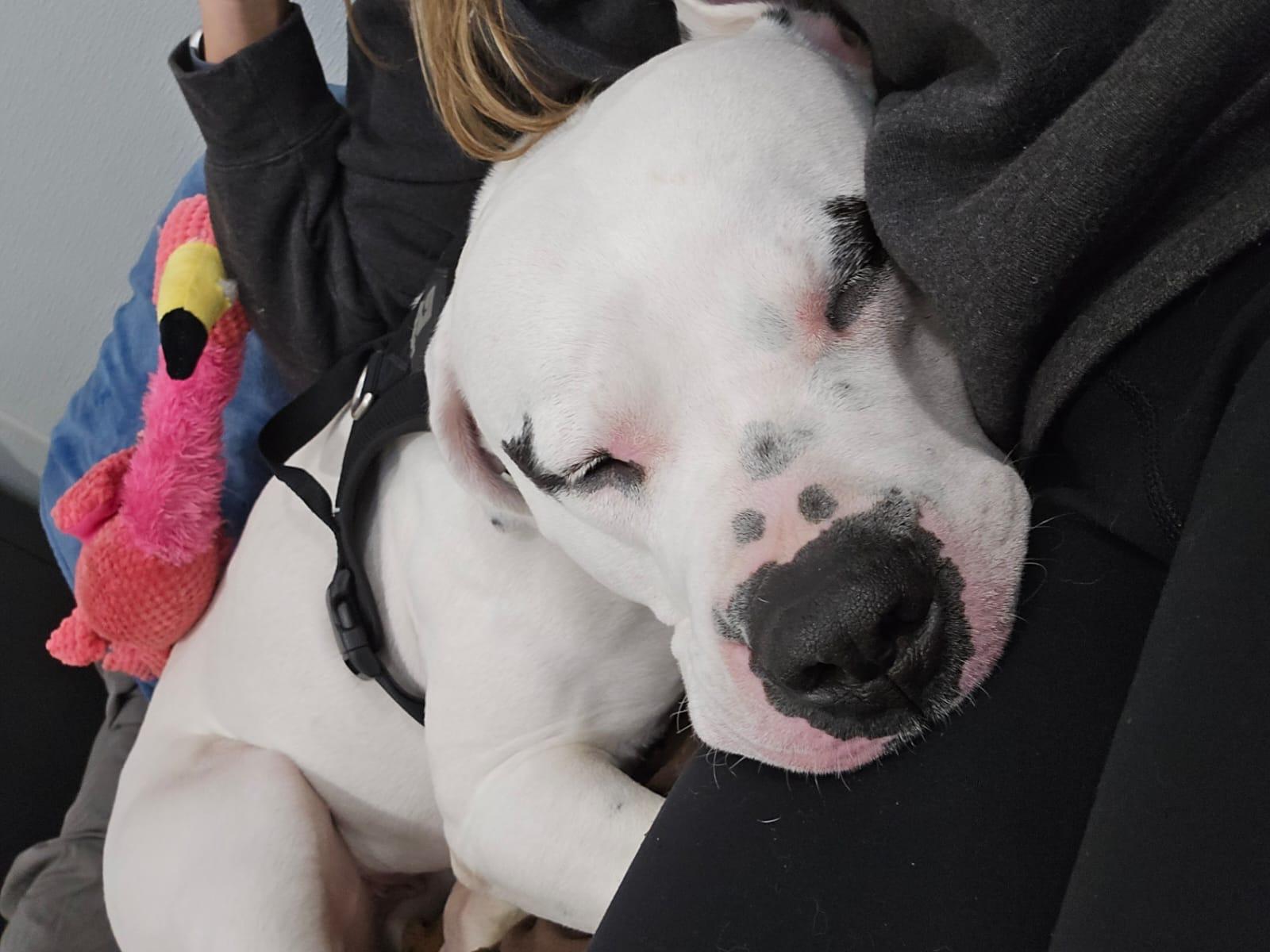 Enlarge Athena, a Adoptable mixed breed in Steinbach, MB image 6/6