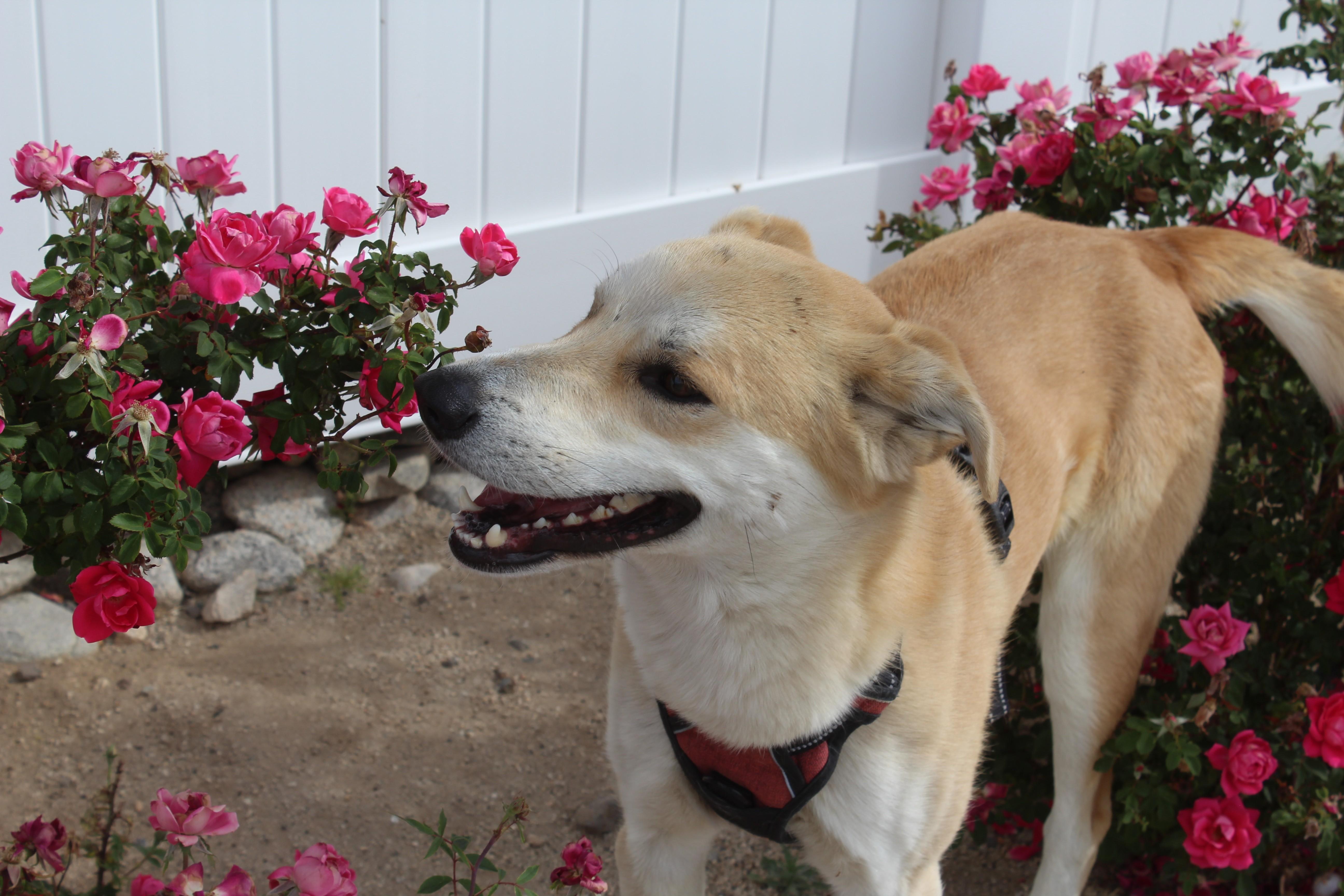 Enlarge Charmander [Please Read Description], a ADOPTABLE mixed breed in Yucca Valley, CA image 2/6