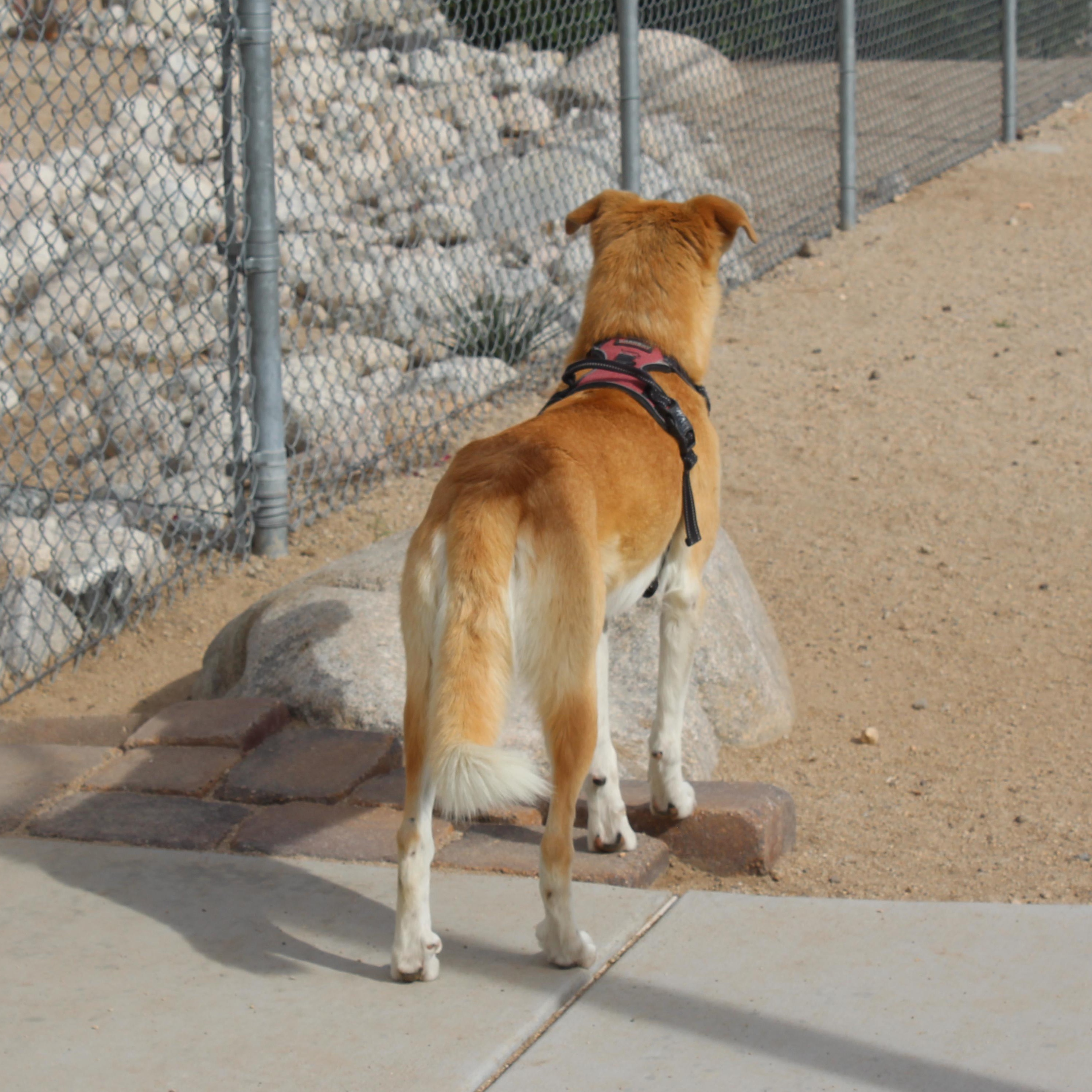 Enlarge Charmander [Please Read Description], a ADOPTABLE mixed breed in Yucca Valley, CA image 5/6