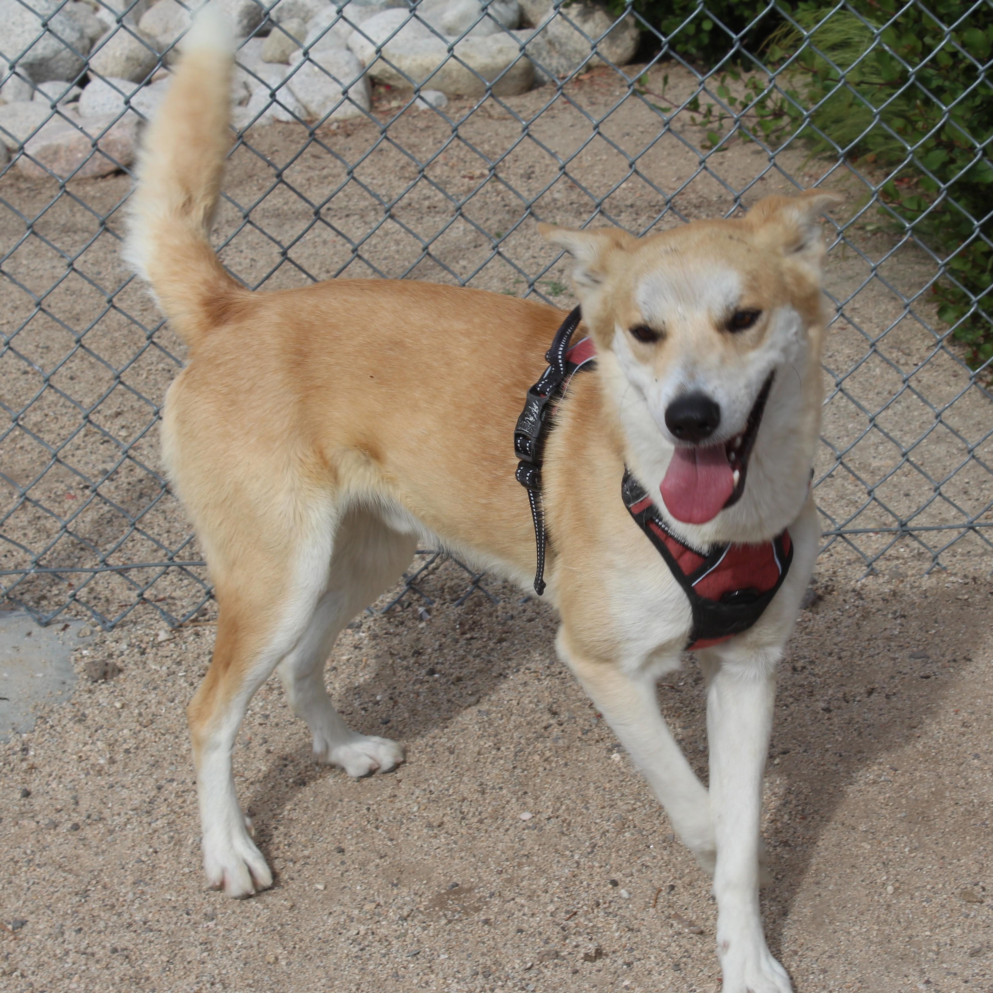 Charmander [Please Read Description], ADOPTABLE, Adult Male Retriever & Hound.