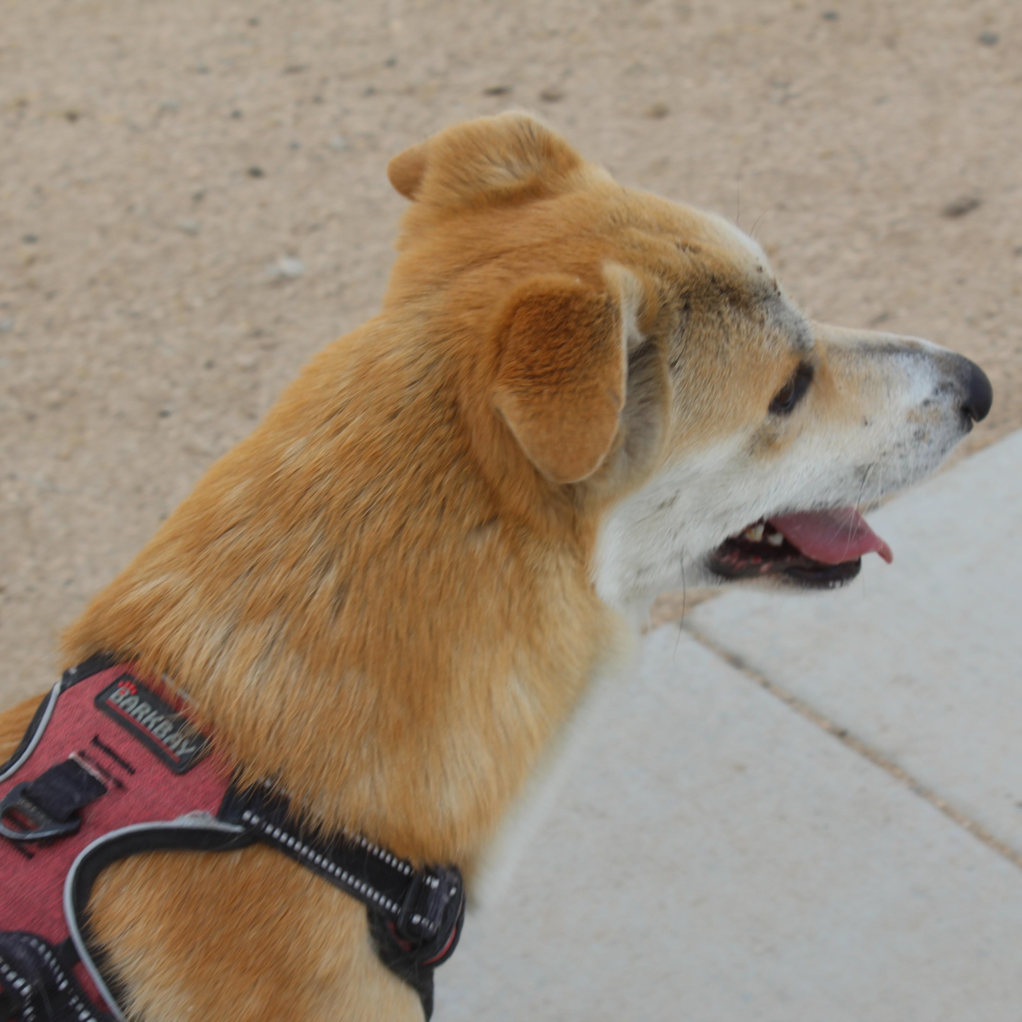Enlarge Charmander [Please Read Description], a ADOPTABLE mixed breed in Yucca Valley, CA image 3/6