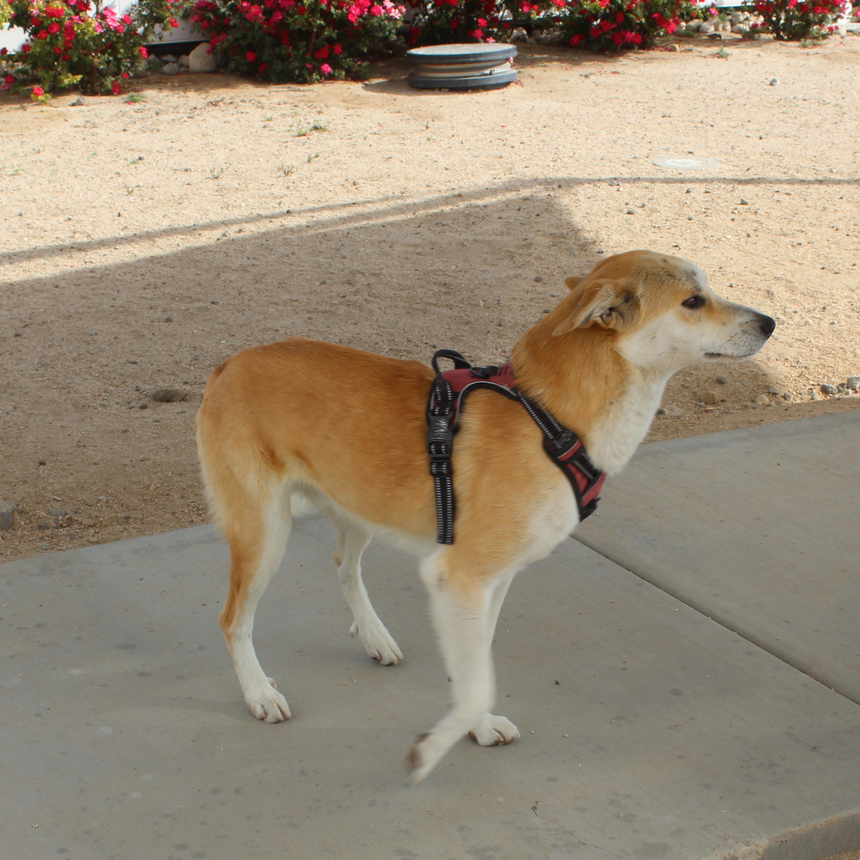 Enlarge Charmander [Please Read Description], a ADOPTABLE mixed breed in Yucca Valley, CA image 6/6