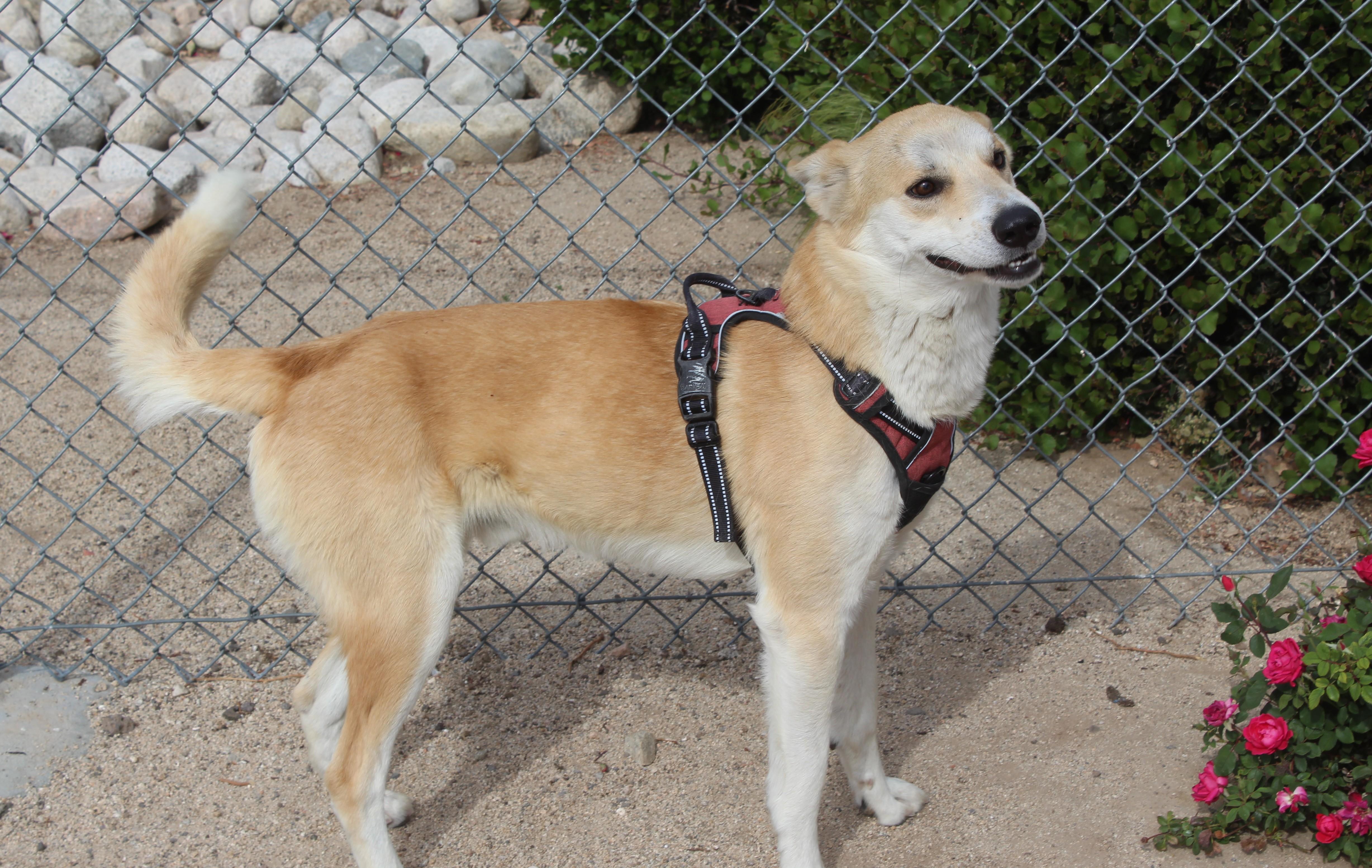 Enlarge Charmander [Please Read Description], a ADOPTABLE mixed breed in Yucca Valley, CA image 4/6