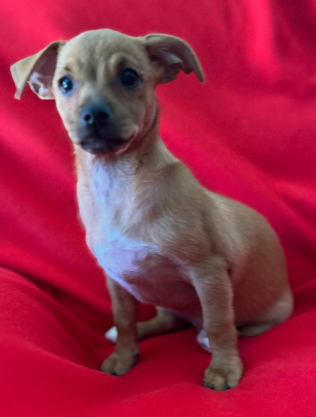 Sienna, adopted, Puppy Female Terrier.
