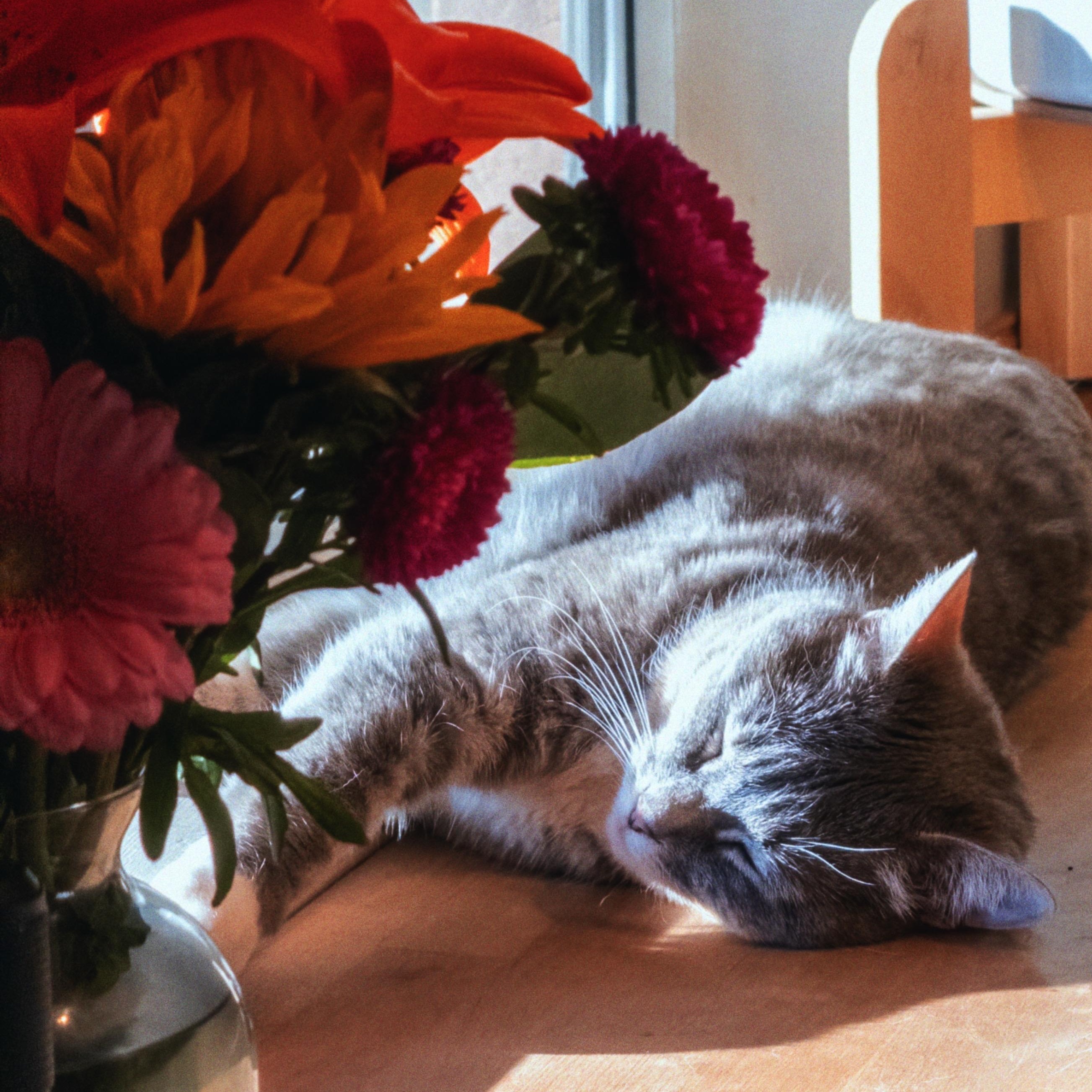 Enlarge Juniper, an adopted Domestic Medium Hair in Newport, OR image 2/3