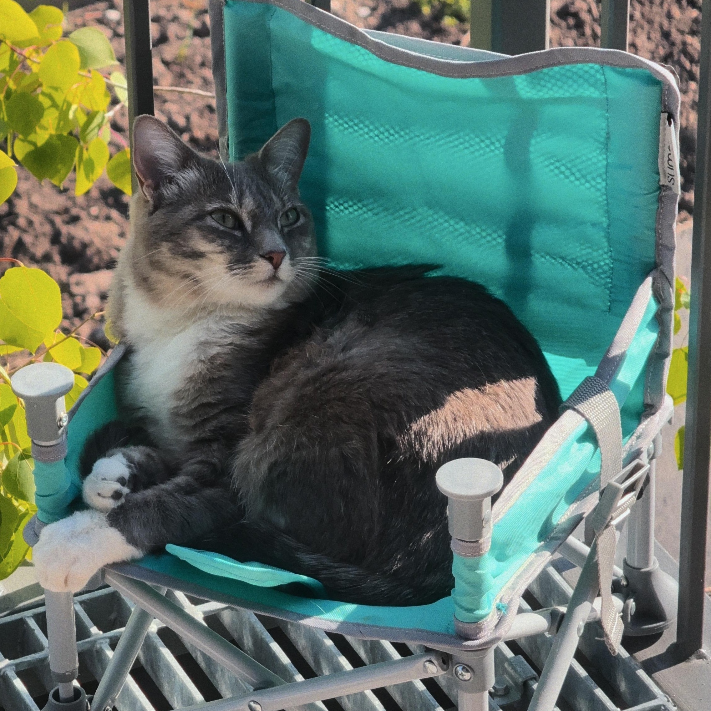 Enlarge Juniper, an adopted Domestic Medium Hair in Newport, OR image 1/3