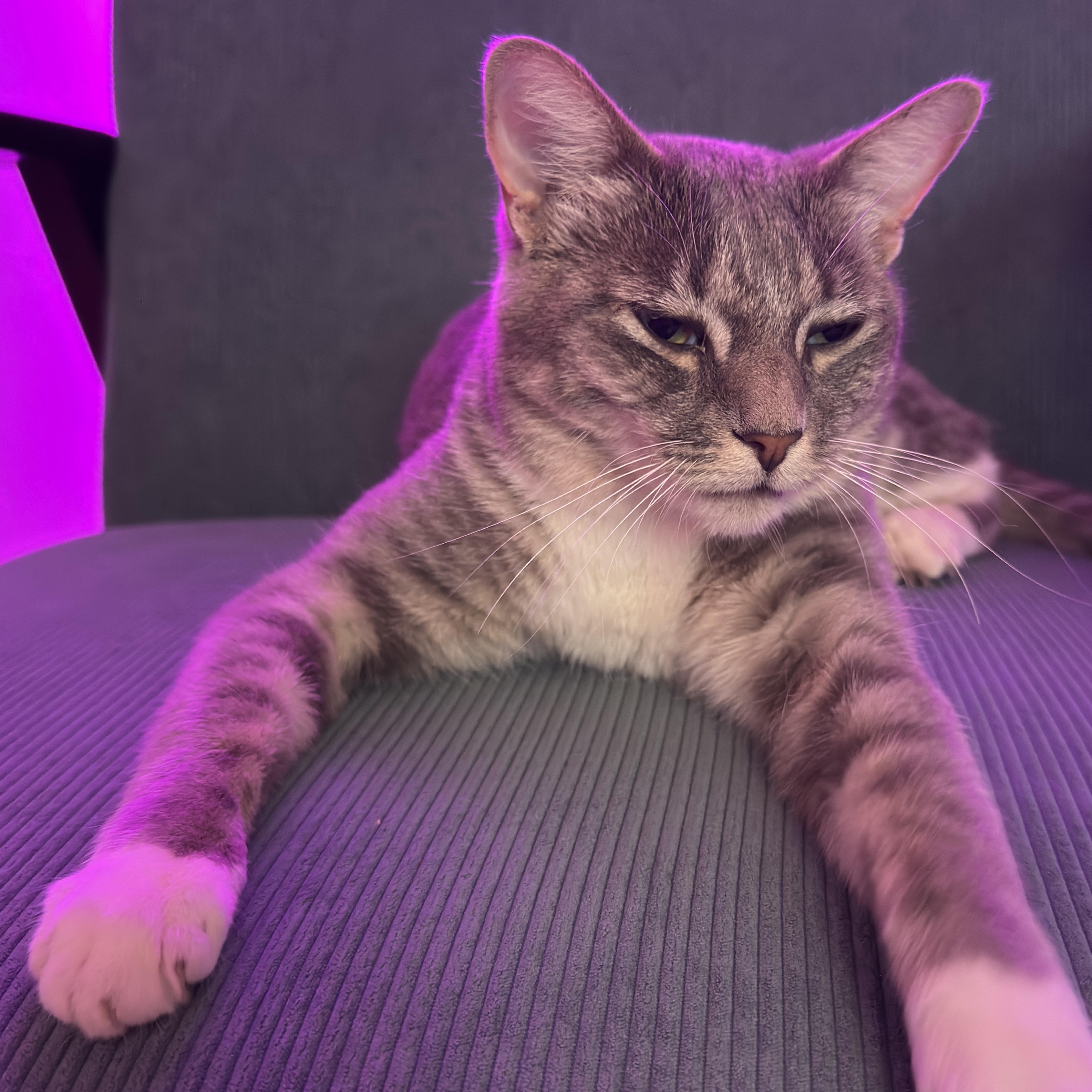 Enlarge Juniper, an adopted Domestic Medium Hair in Newport, OR image 3/3