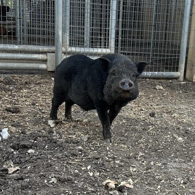 Enlarge RUTHERFORD, a Adoptable Pig in San Antonio, TX image 1/1