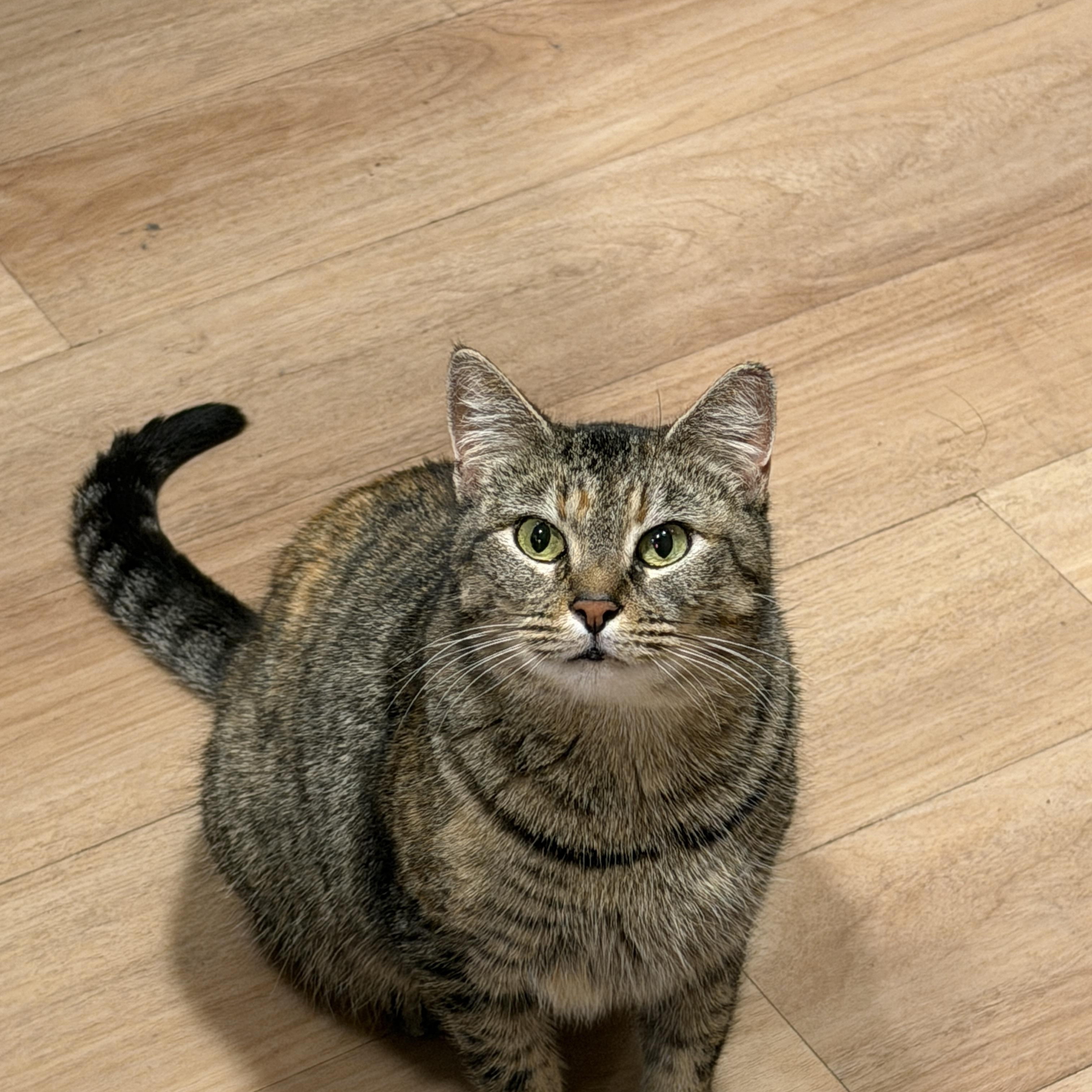 Goldie Briar, a ADOPTABLE Tabby in San Francisco, CA image 2/5