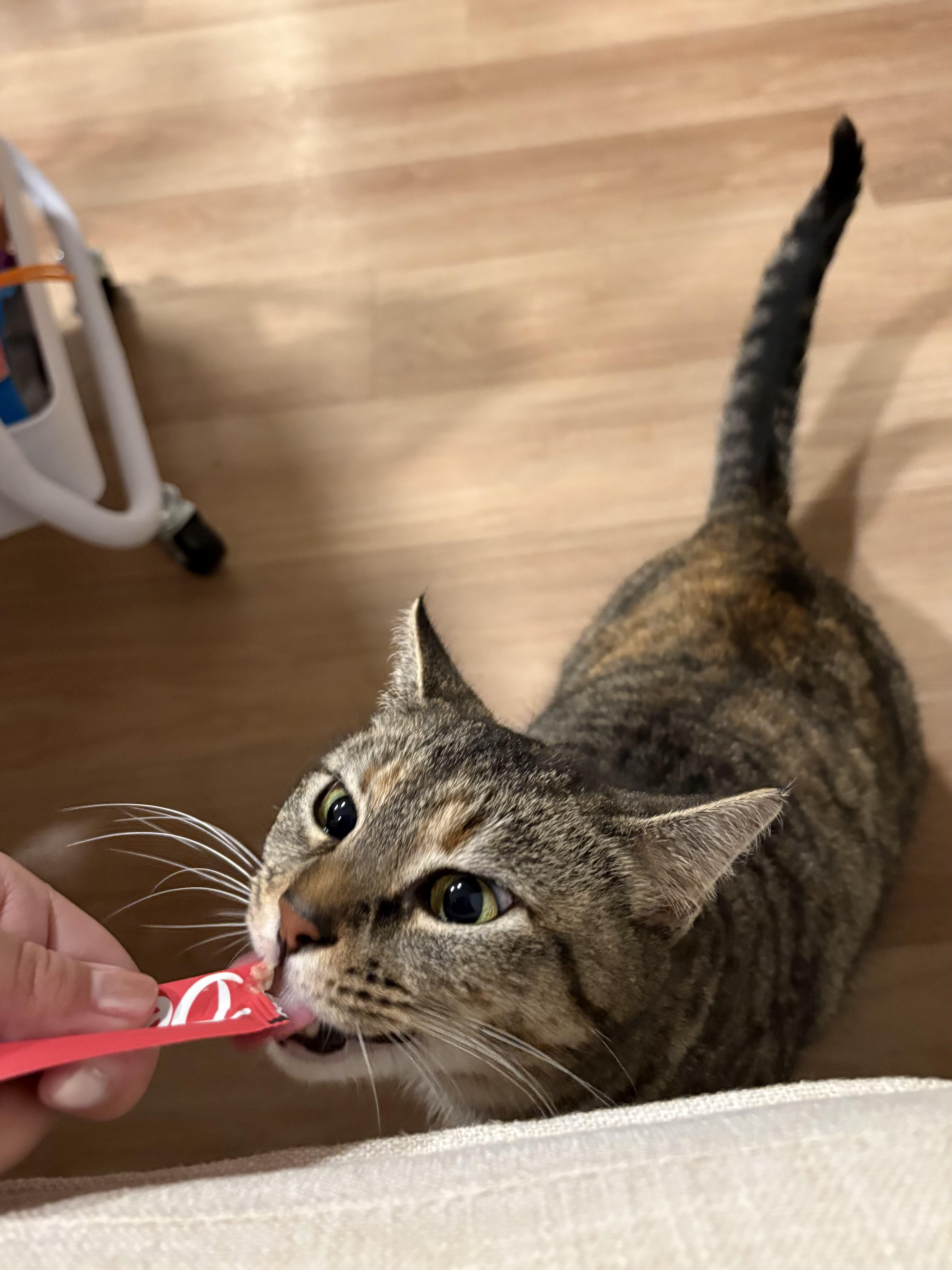 Goldie Briar, a ADOPTABLE Tabby in San Francisco, CA image 5/5