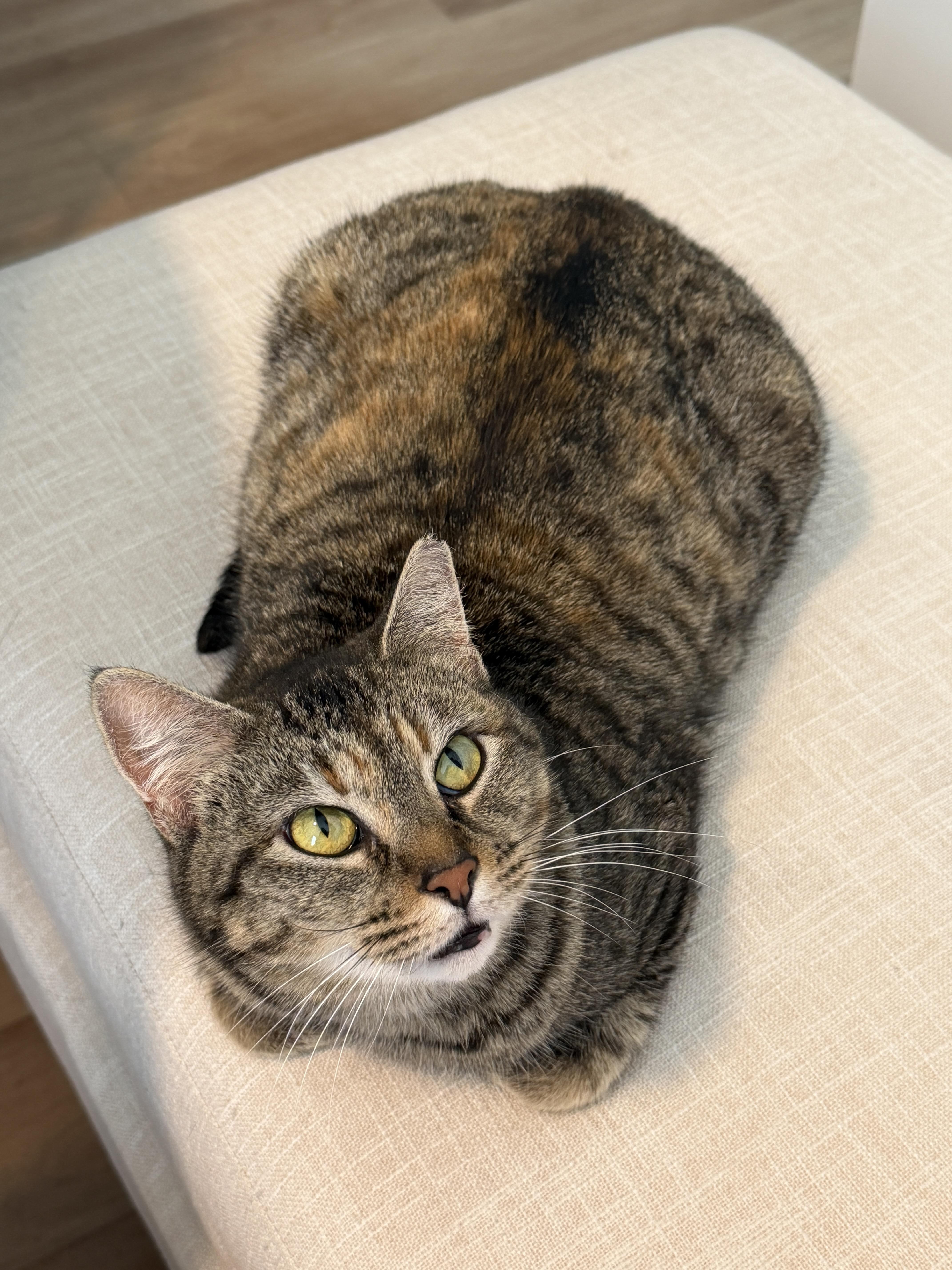 Goldie Briar, a ADOPTABLE Tabby in San Francisco, CA image 3/5