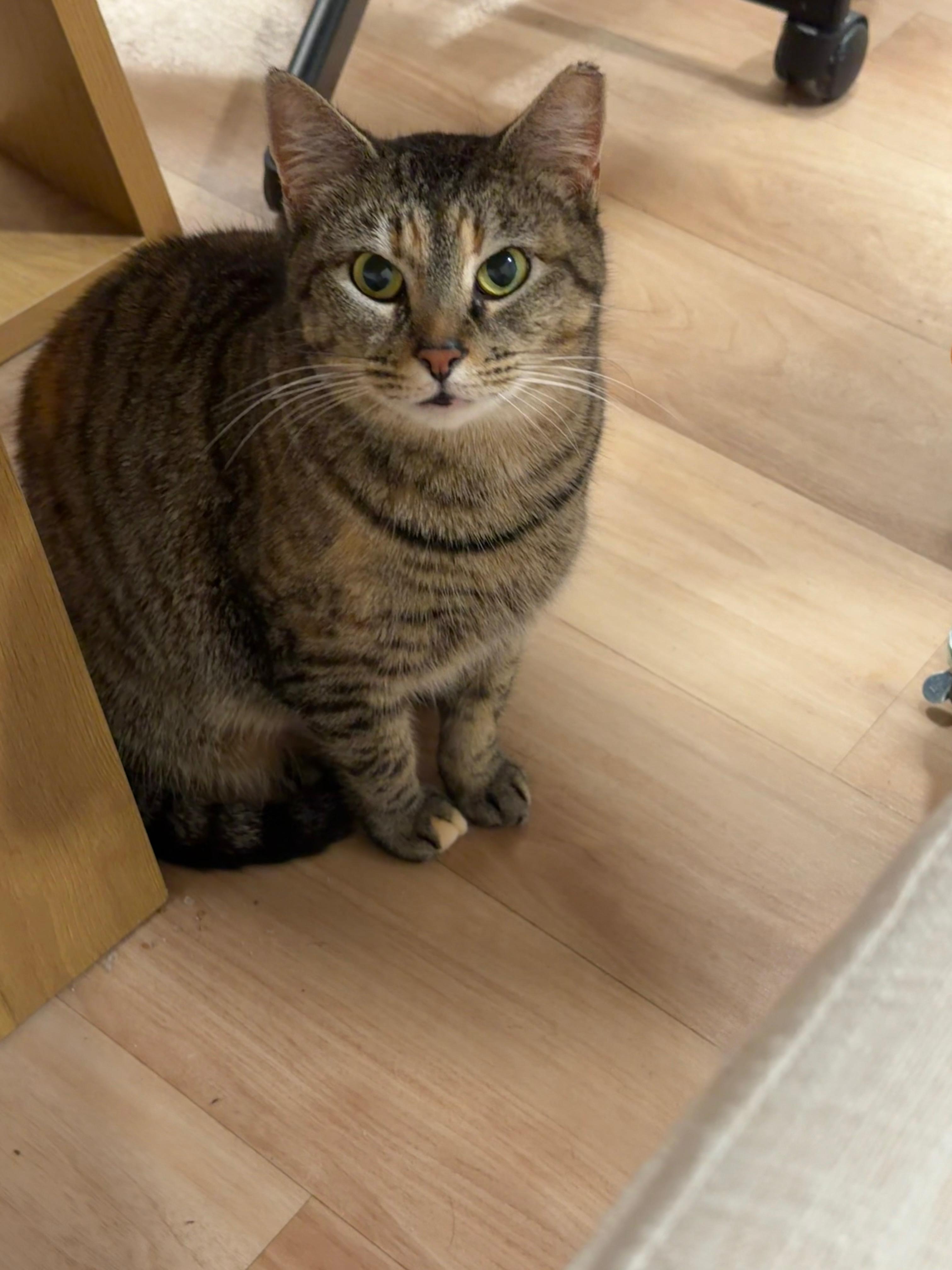 Goldie Briar, a ADOPTABLE Tabby in San Francisco, CA image 1/5