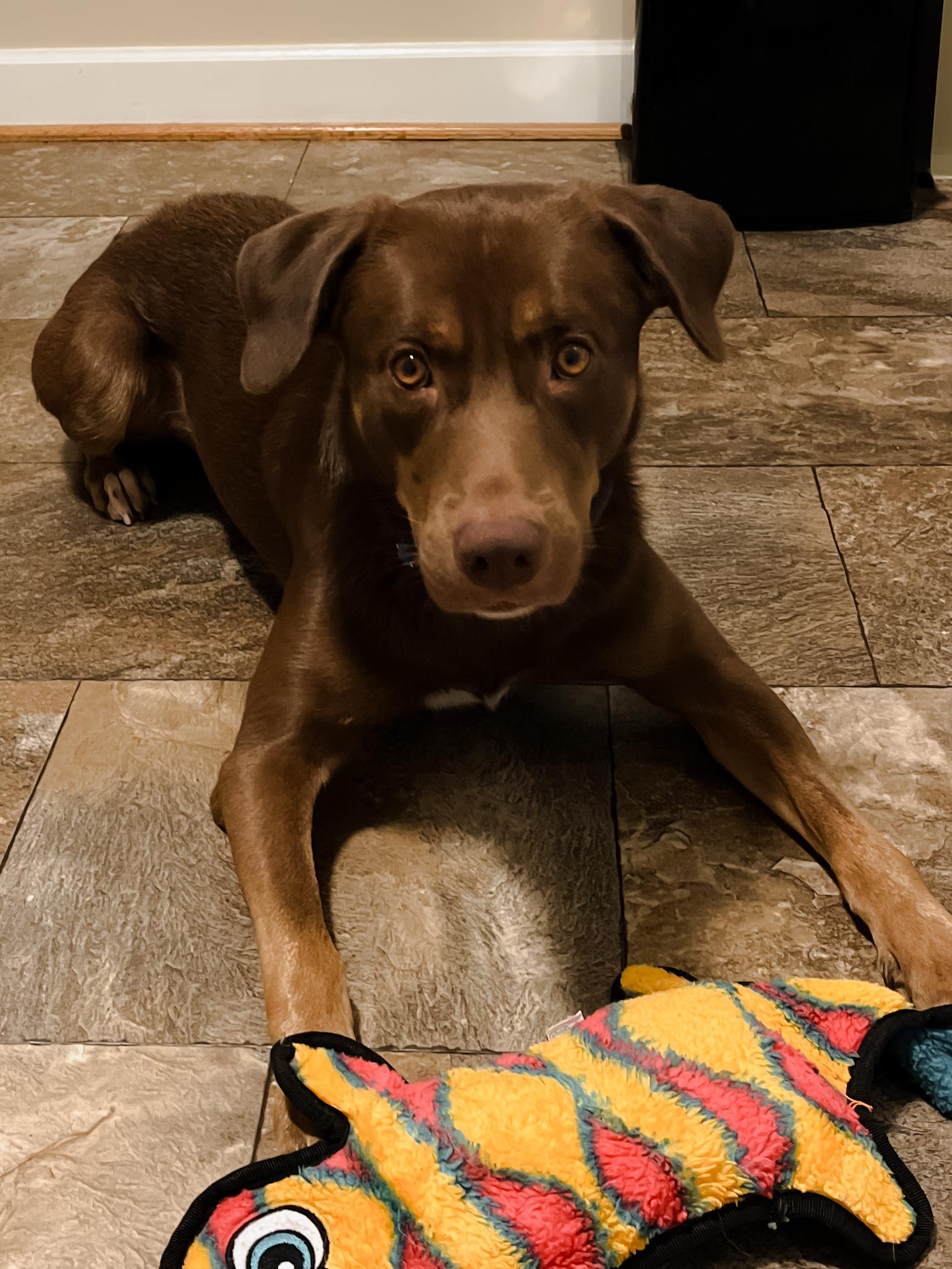 Enlarge Moose, a Adoptable mixed breed in Oswego, IL image 2/6