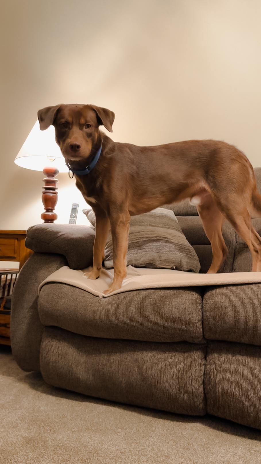 Enlarge Moose, a Adoptable mixed breed in Oswego, IL image 5/6