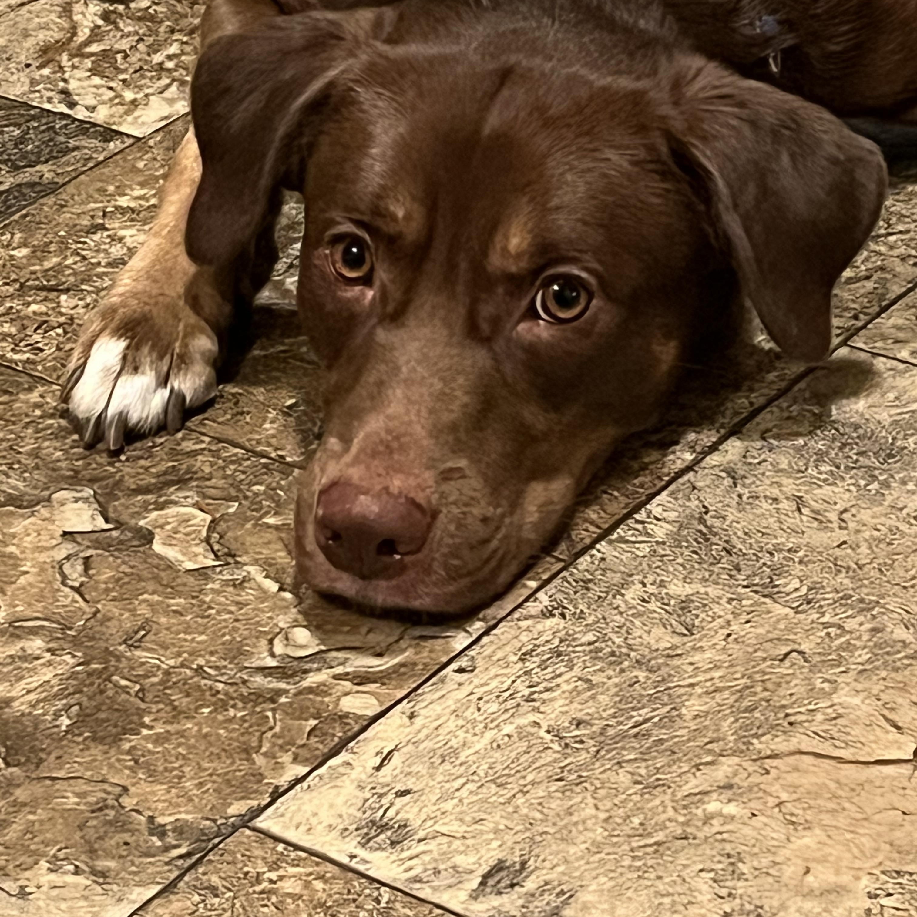 Enlarge Moose, a Adoptable mixed breed in Oswego, IL image 3/6