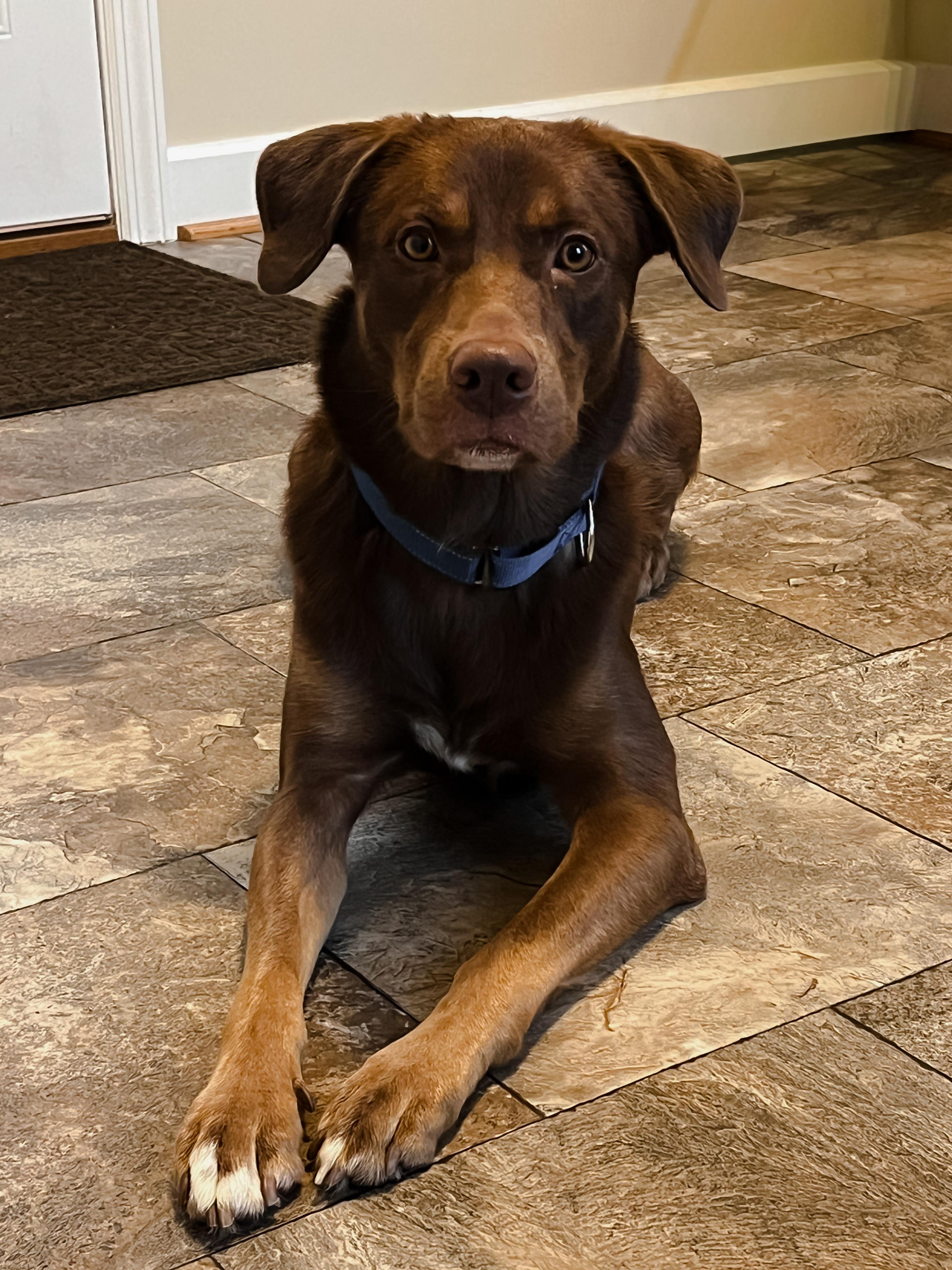 Enlarge Moose, a Adoptable mixed breed in Oswego, IL image 4/6