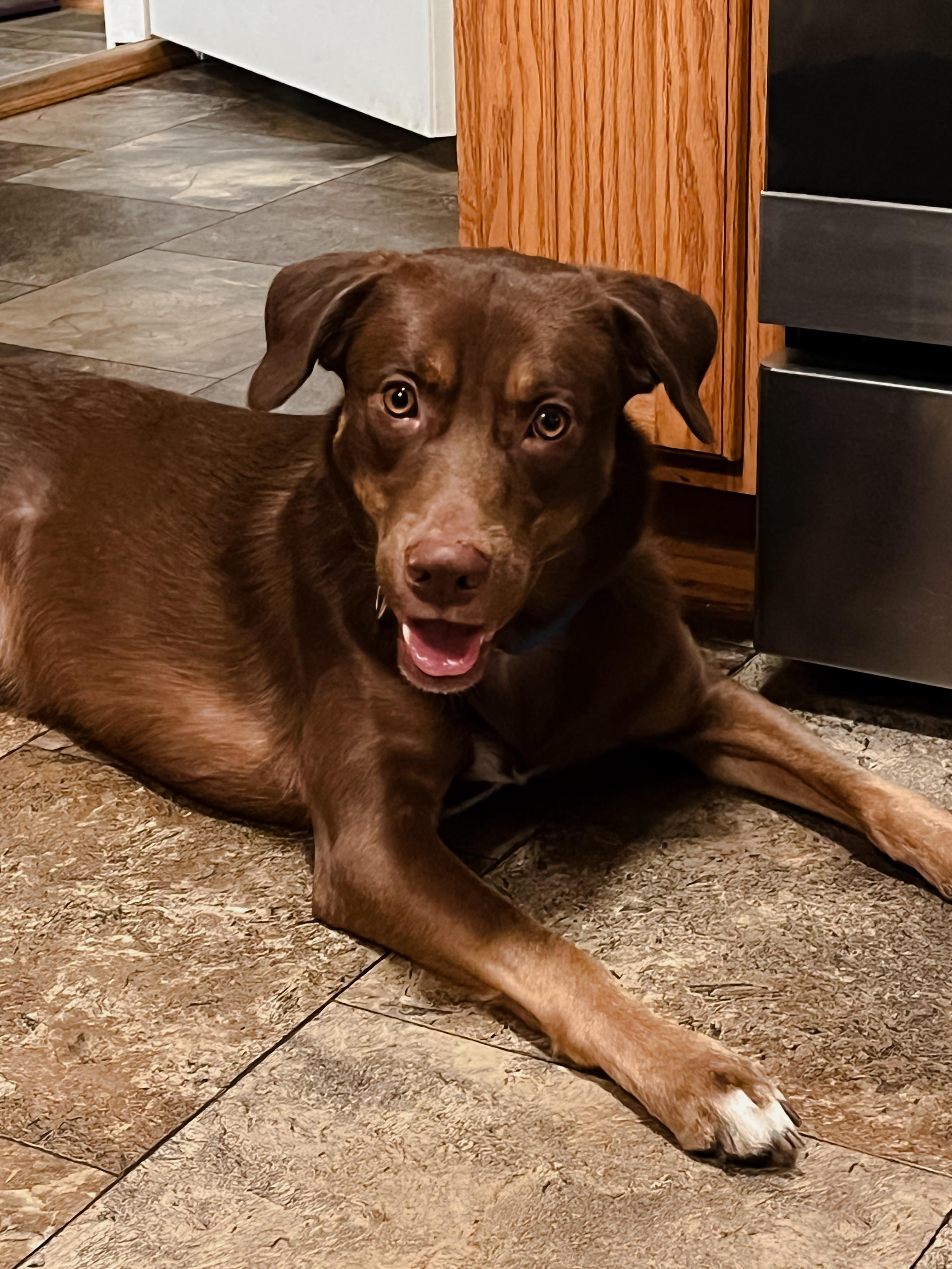 Enlarge Moose, a Adoptable mixed breed in Oswego, IL image 1/6