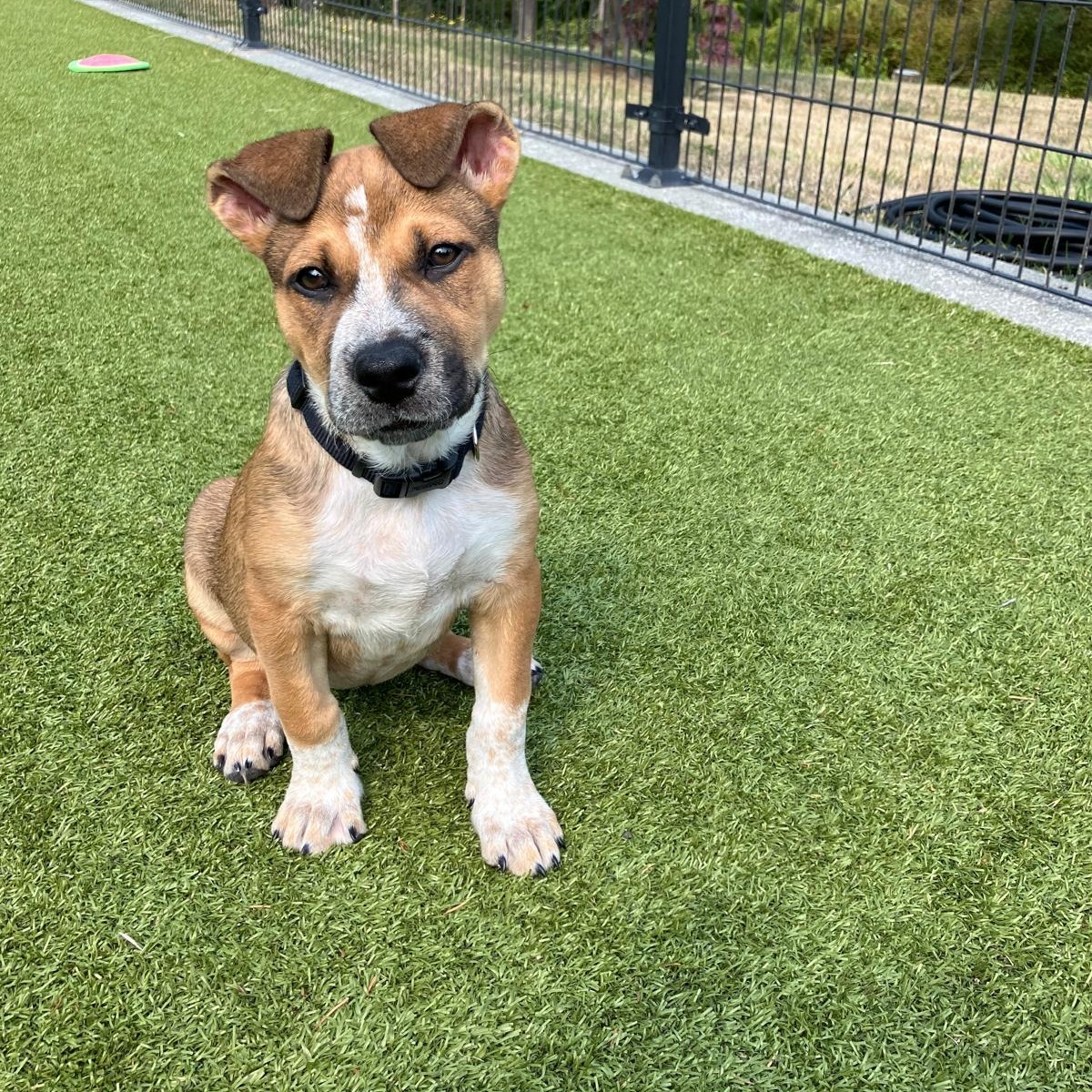 Enlarge Helen, a ADOPTABLE Australian Cattle Dog / Blue Heeler in Friday Harbor, WA image 2/2