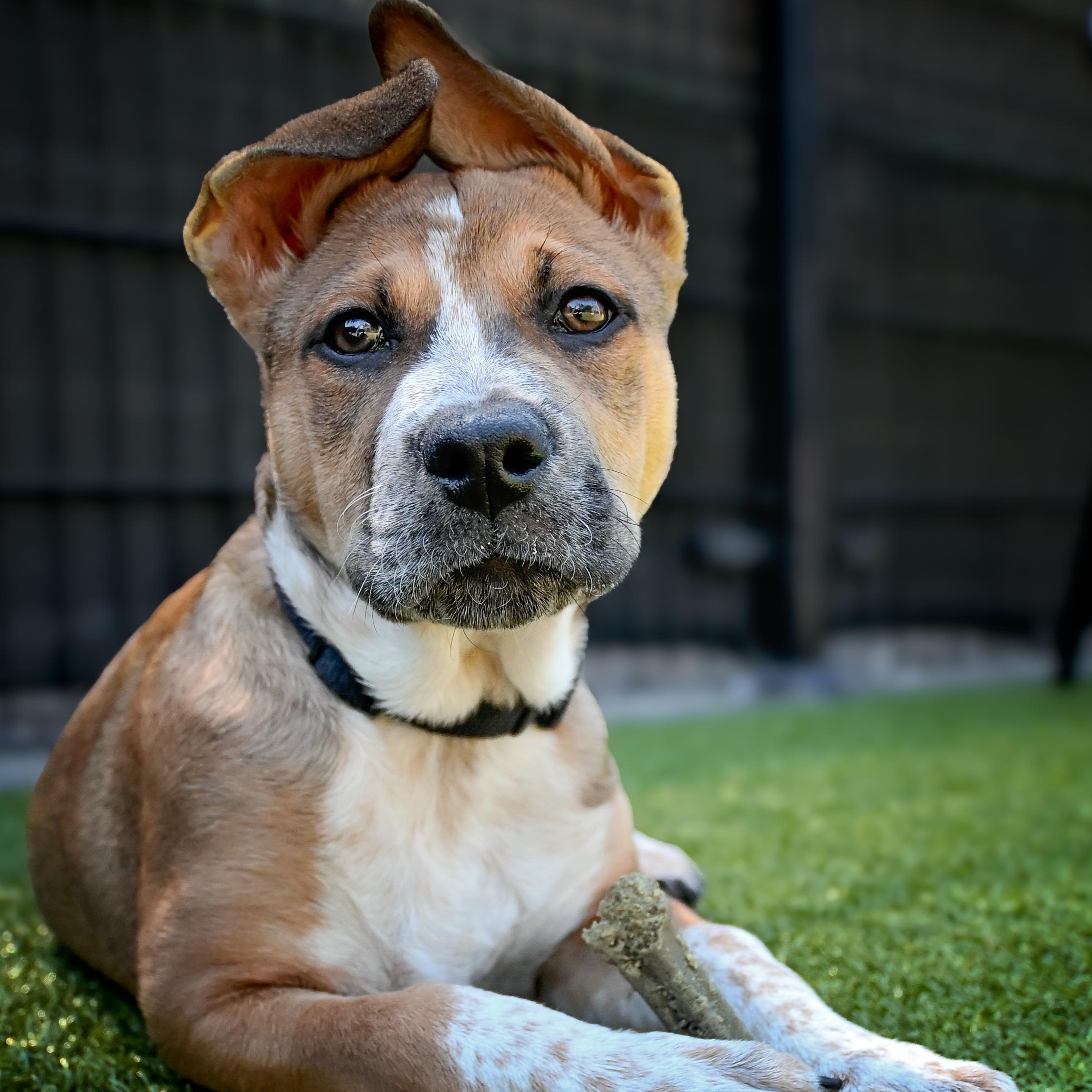 Helen, ADOPTABLE, Puppy Female Australian Cattle Dog / Blue Heeler.