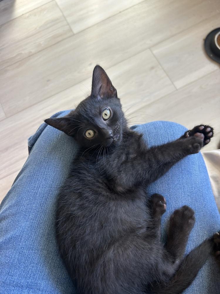 Rocky 7, Adoptable, Kitten Male Domestic Medium Hair.