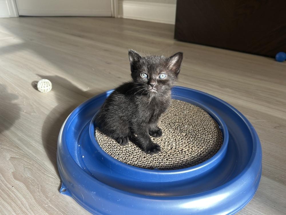 Rocky 7, a Adoptable mixed breed in Austin, TX image 1/5