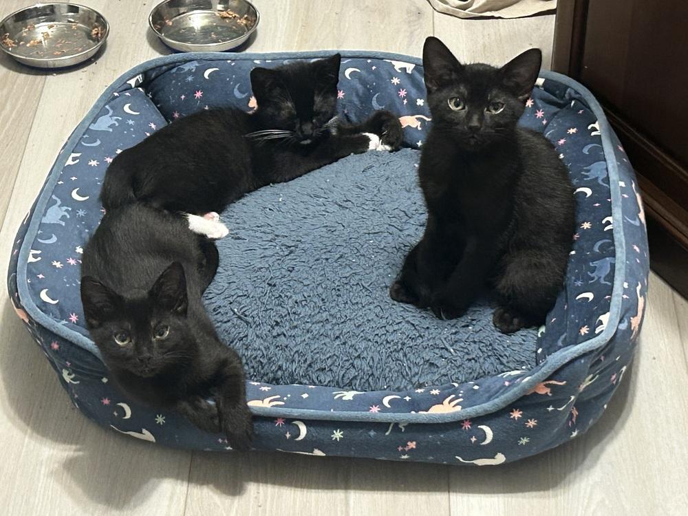 Rocky 7, a Adoptable mixed breed in Austin, TX image 3/5