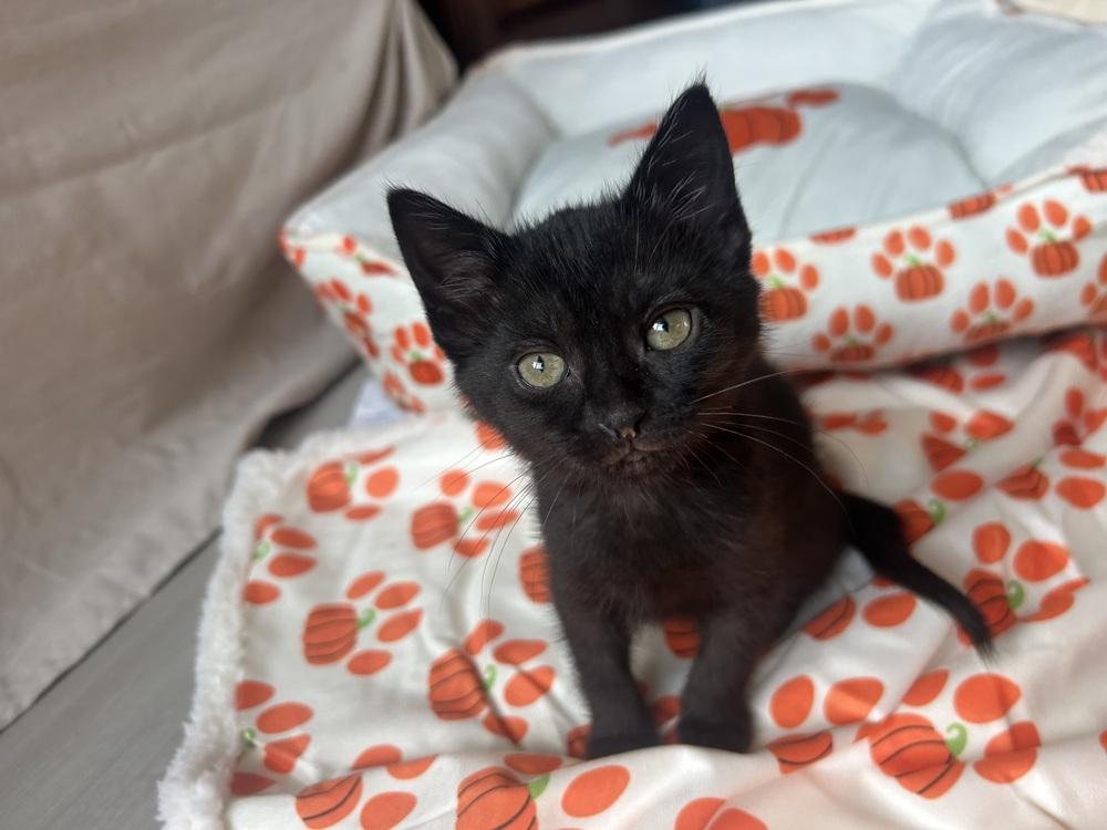 Rocky 7, a Adoptable mixed breed in Austin, TX image 4/5