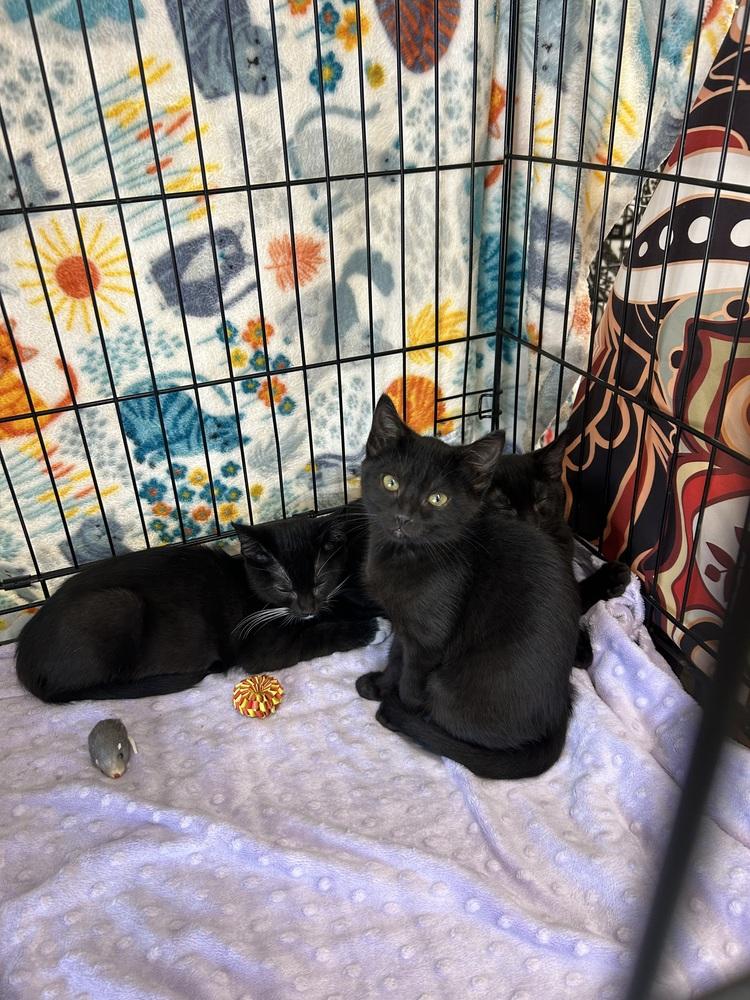 Rocky 7, a Adoptable mixed breed in Austin, TX image 5/5