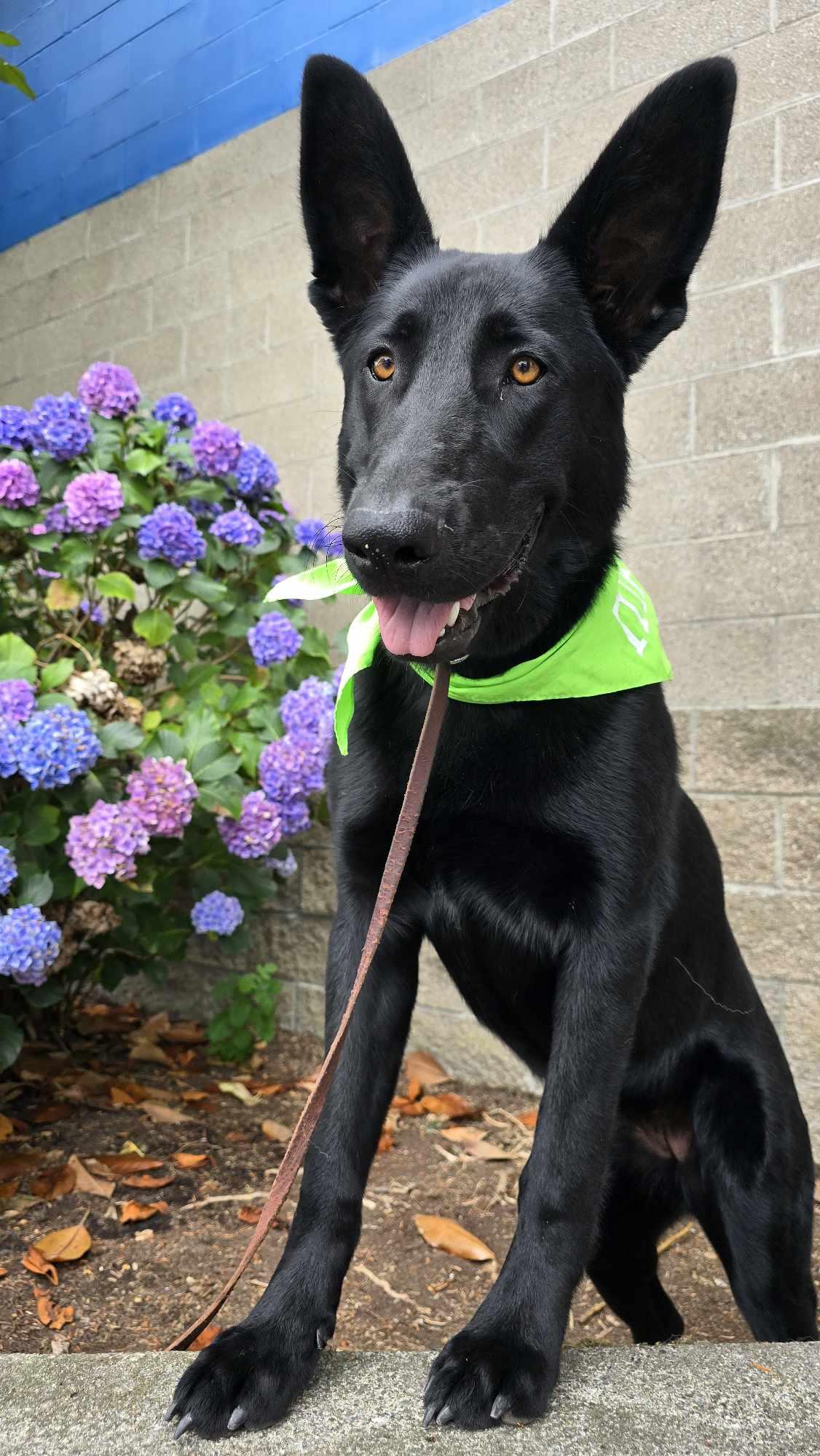 Crape Myrtle, a Adoptable Shepherd in Othello, WA image 5/5