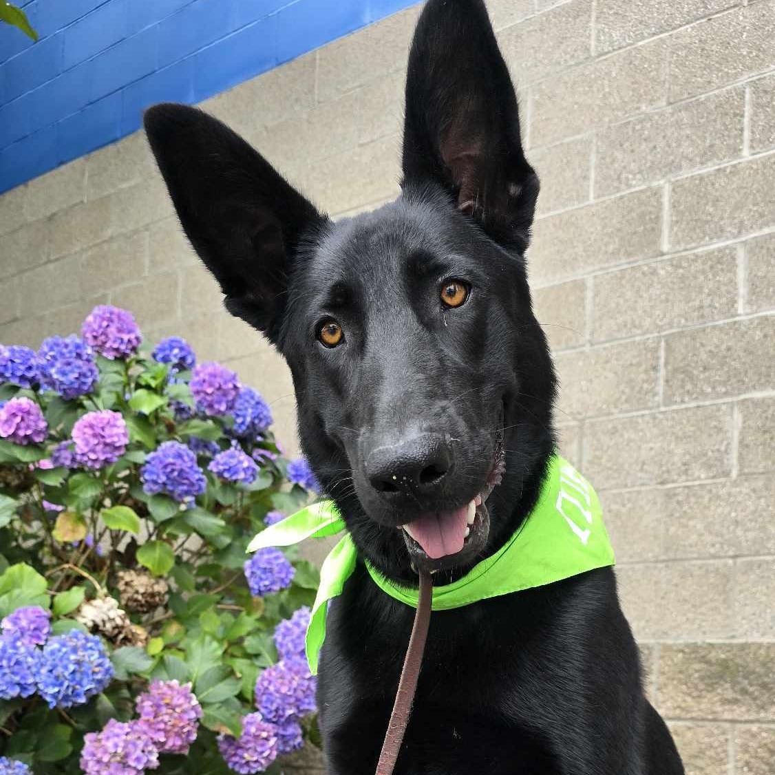 Crape Myrtle, a Adoptable Shepherd in Othello, WA image 1/5