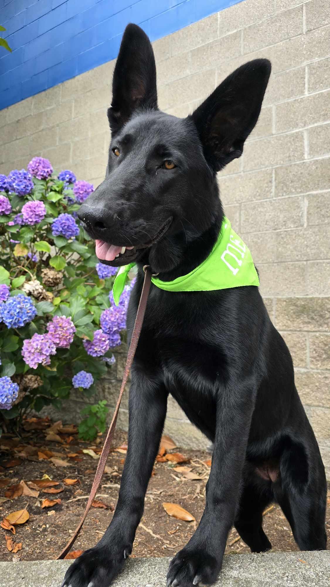 Crape Myrtle, a Adoptable Shepherd in Othello, WA image 4/5