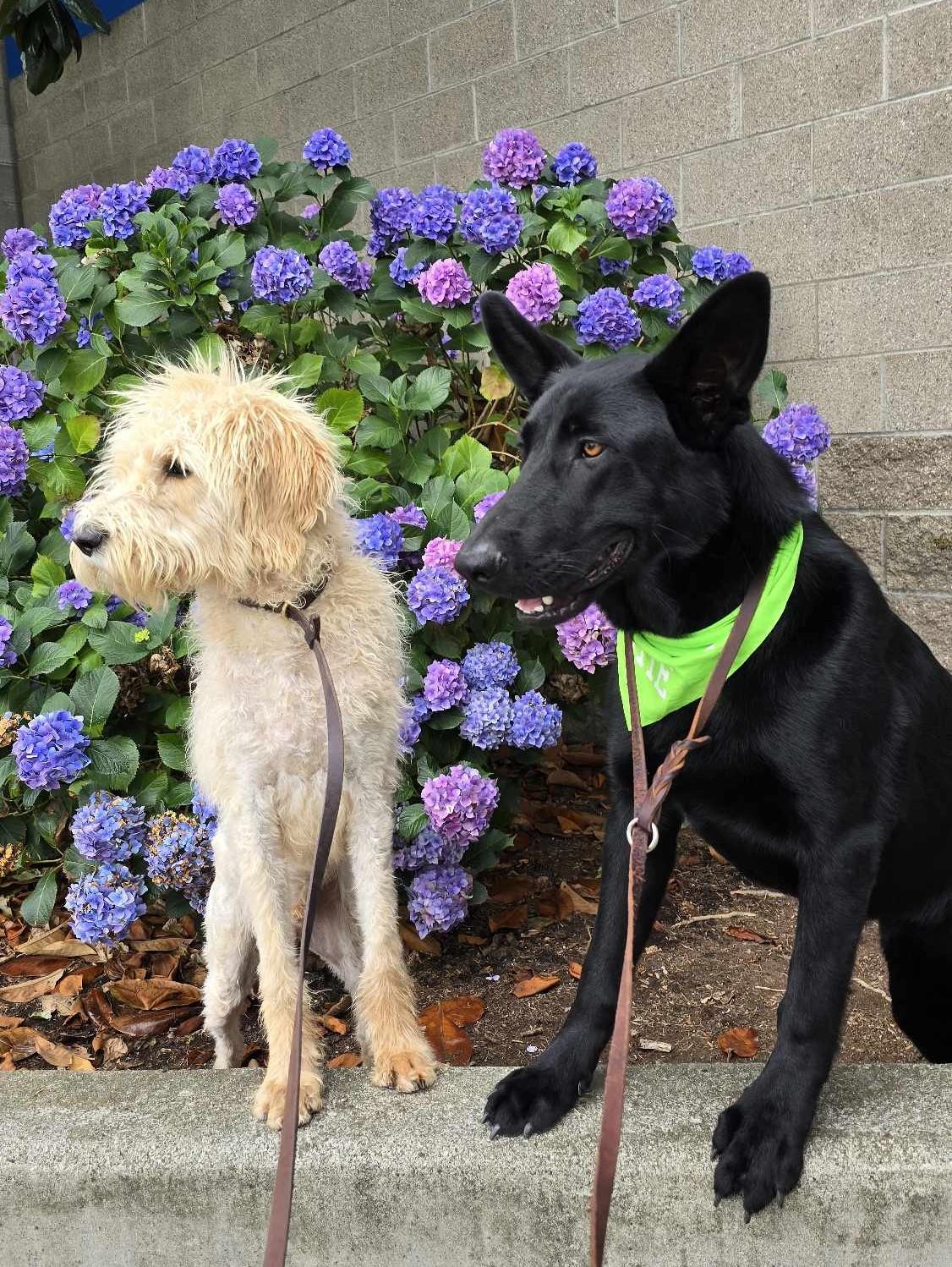 Crape Myrtle, a Adoptable Shepherd in Othello, WA image 2/5