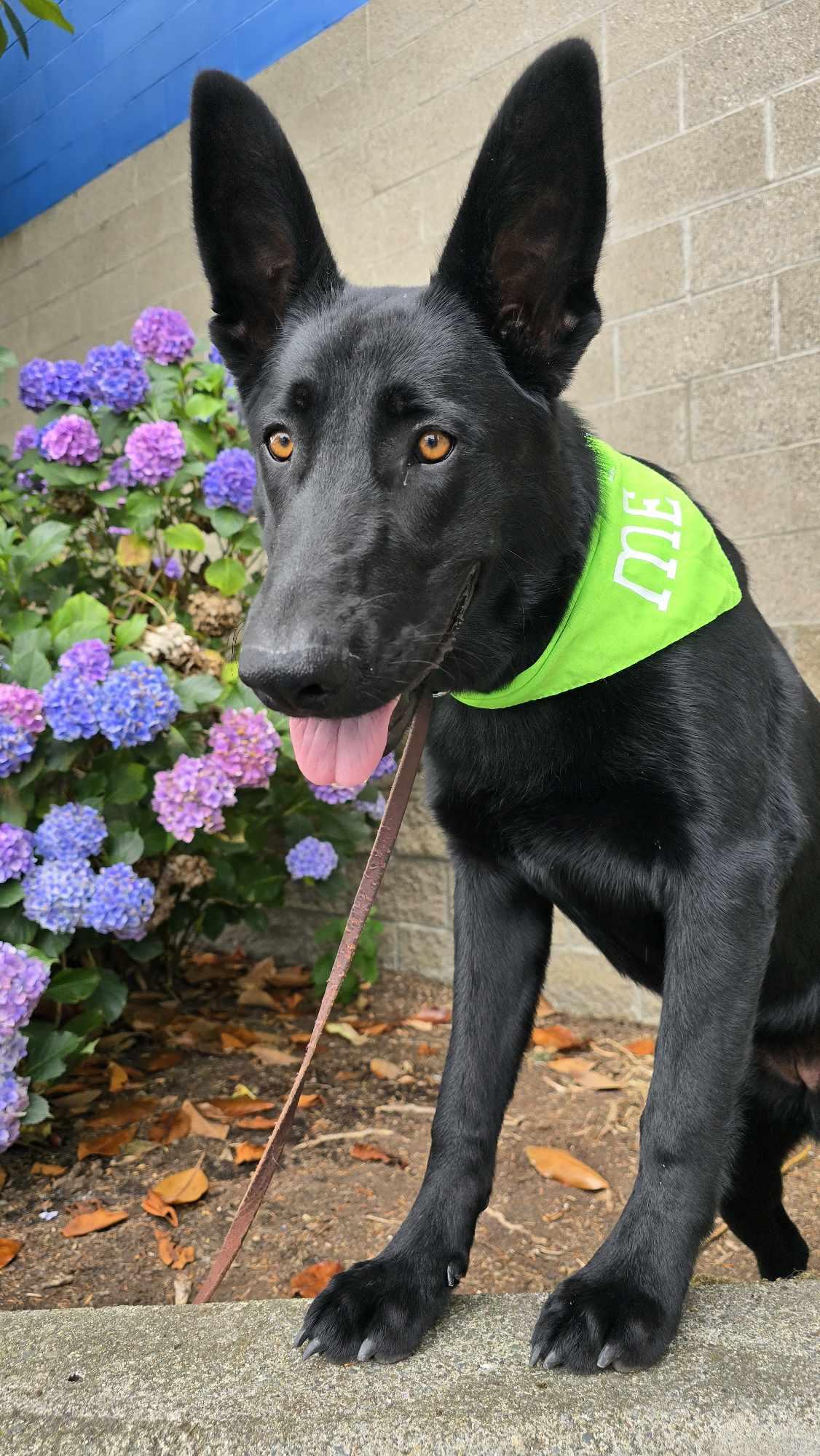 Crape Myrtle, a Adoptable Shepherd in Othello, WA image 3/5