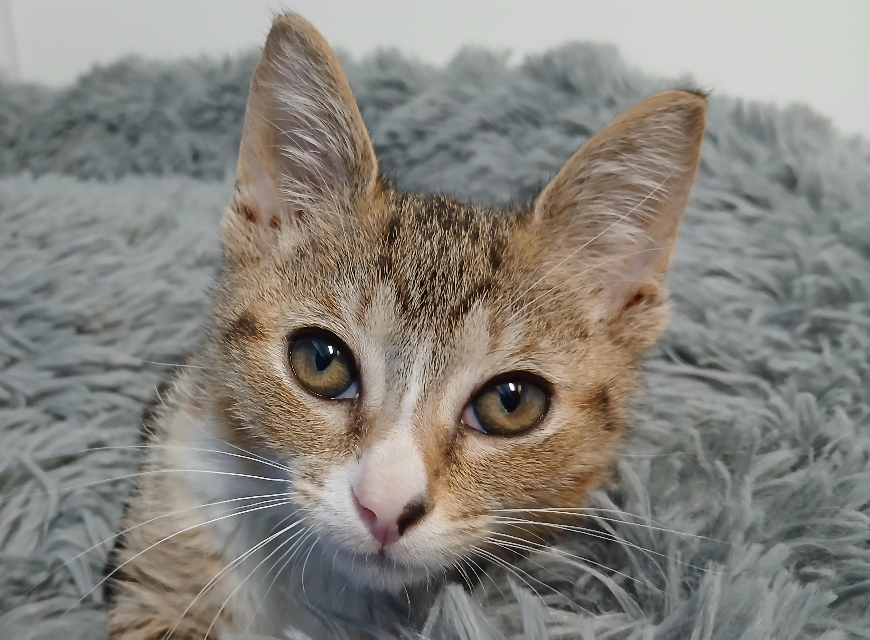 AJ, a Adoptable Domestic Short Hair in Cullowhee, NC image 1/6