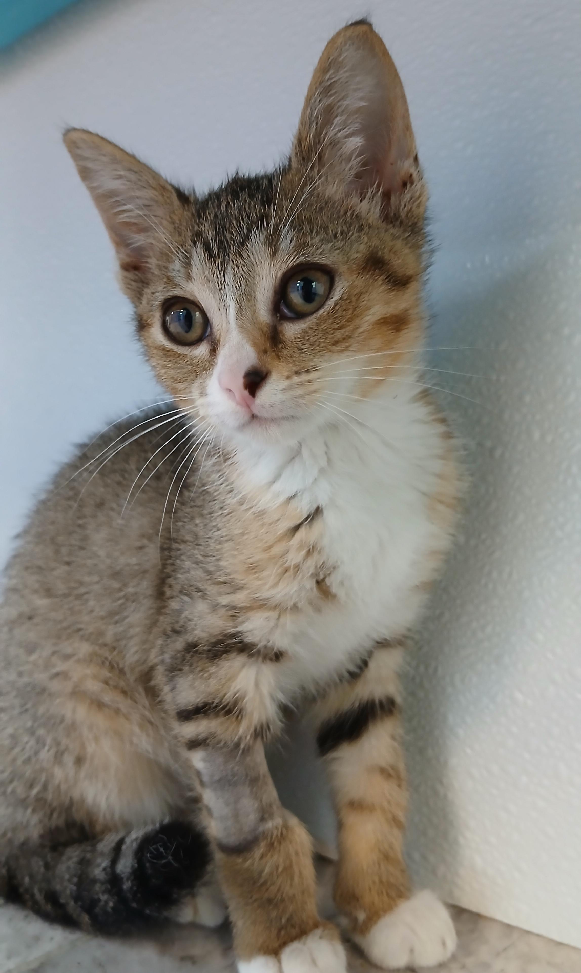 AJ, a Adoptable Domestic Short Hair in Cullowhee, NC image 4/6