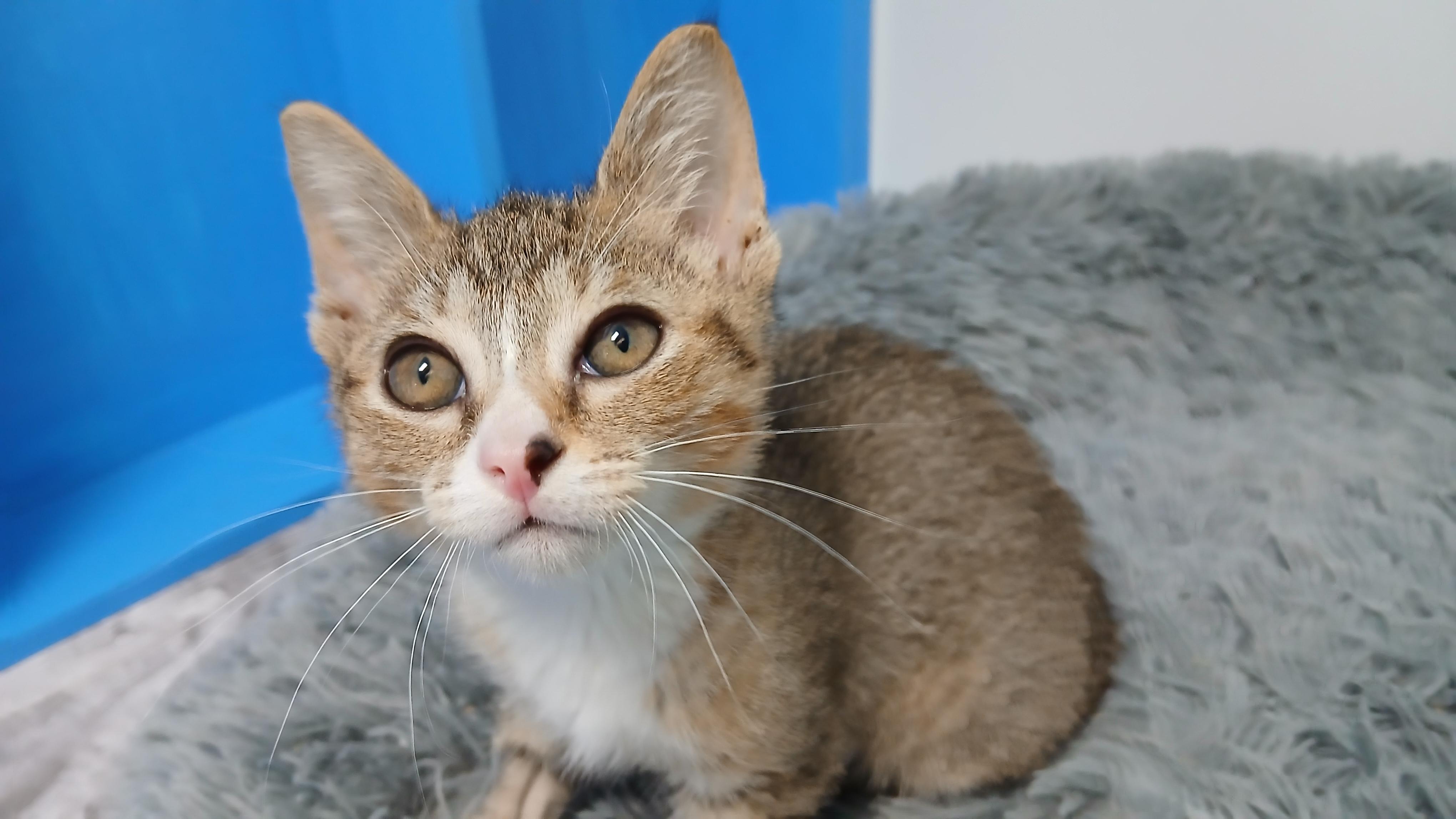 AJ, a Adoptable Domestic Short Hair in Cullowhee, NC image 3/6