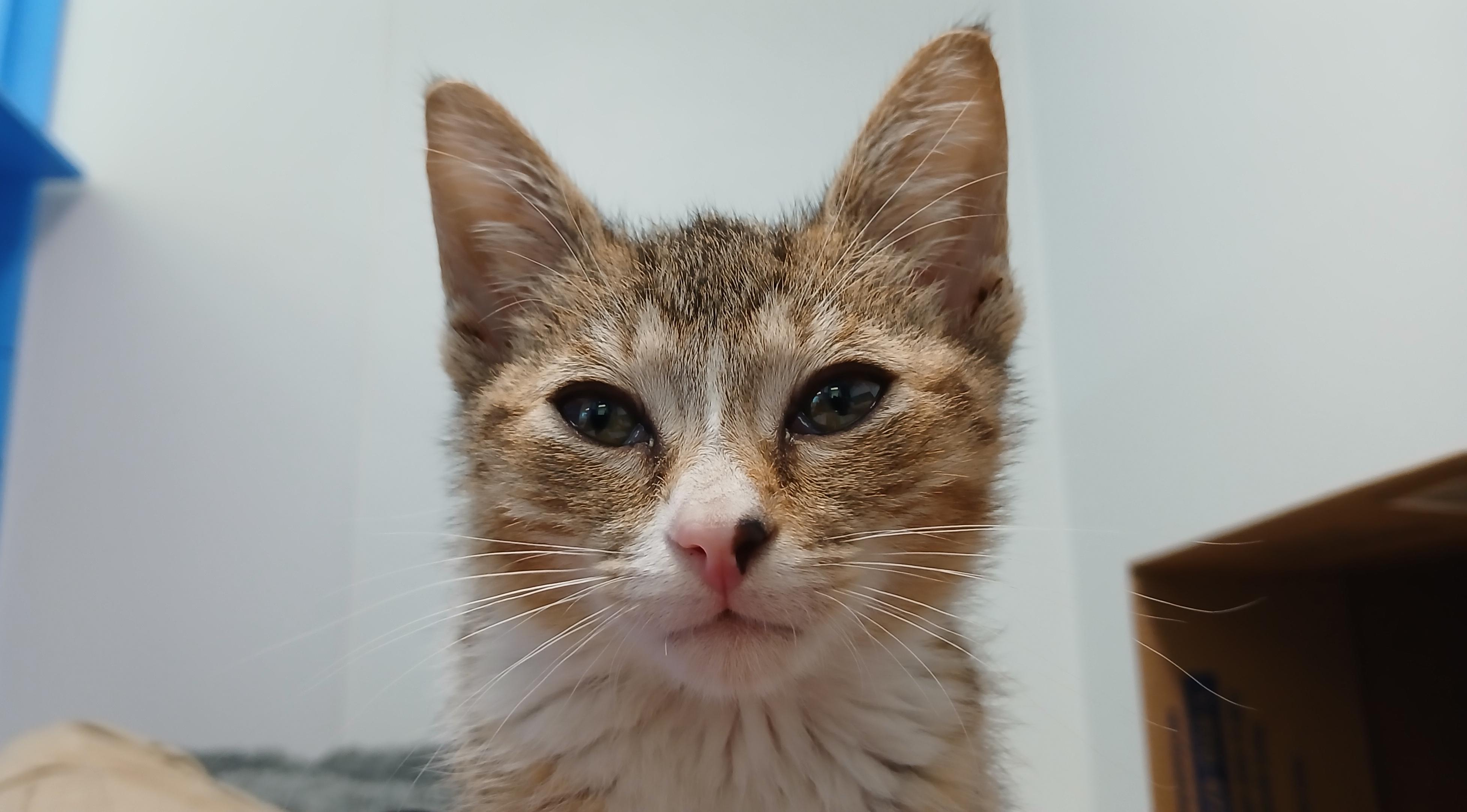 AJ, a Adoptable Domestic Short Hair in Cullowhee, NC image 6/6