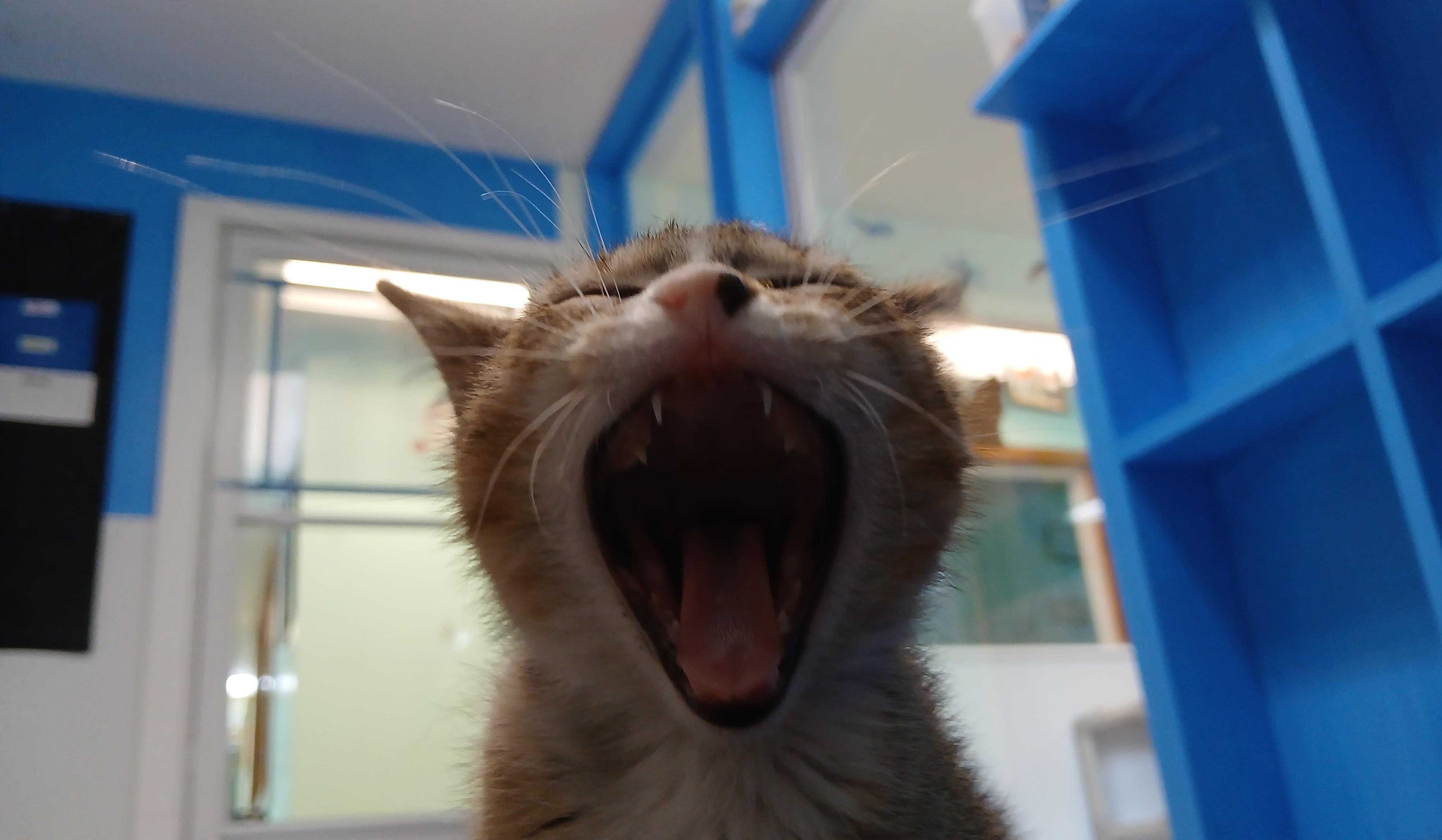 AJ, a Adoptable Domestic Short Hair in Cullowhee, NC image 5/6
