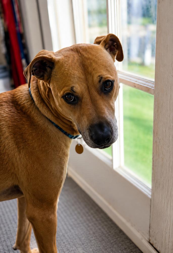 Enlarge Willow Scooby Doo, a Adoptable mixed breed in Saugus, MA image 1/6