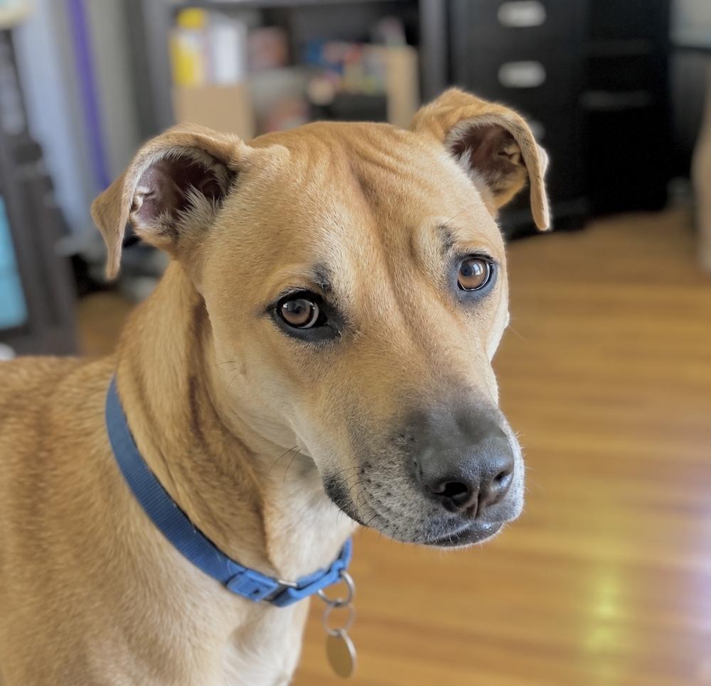 Enlarge Willow Scooby Doo, a Adoptable mixed breed in Saugus, MA image 2/6