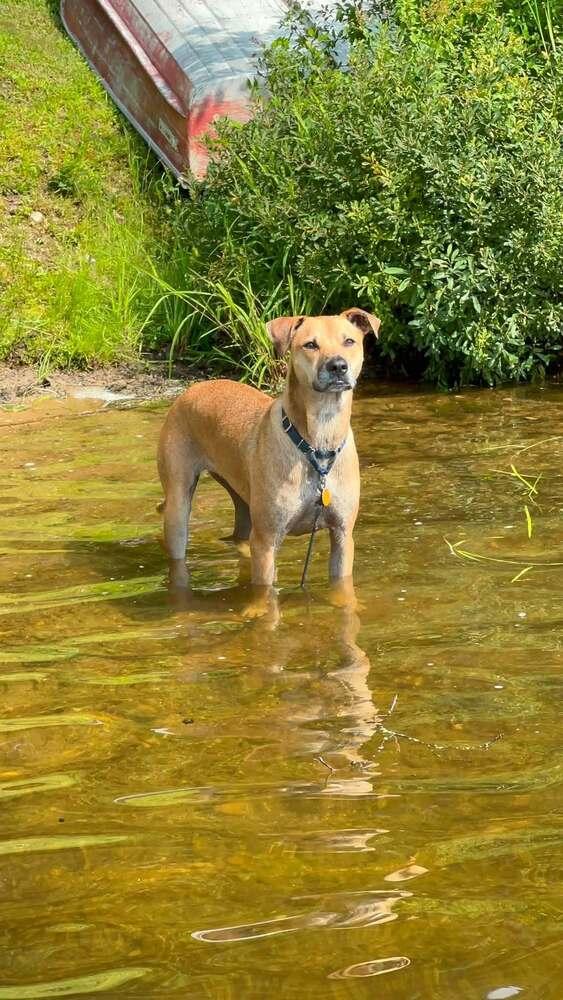 Enlarge Willow Scooby Doo, a Adoptable mixed breed in Saugus, MA image 3/6