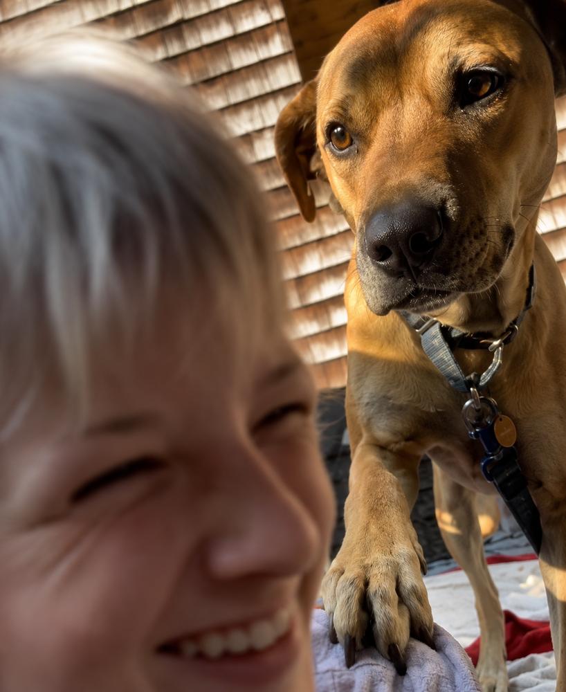 Enlarge Willow Scooby Doo, a Adoptable mixed breed in Saugus, MA image 4/6