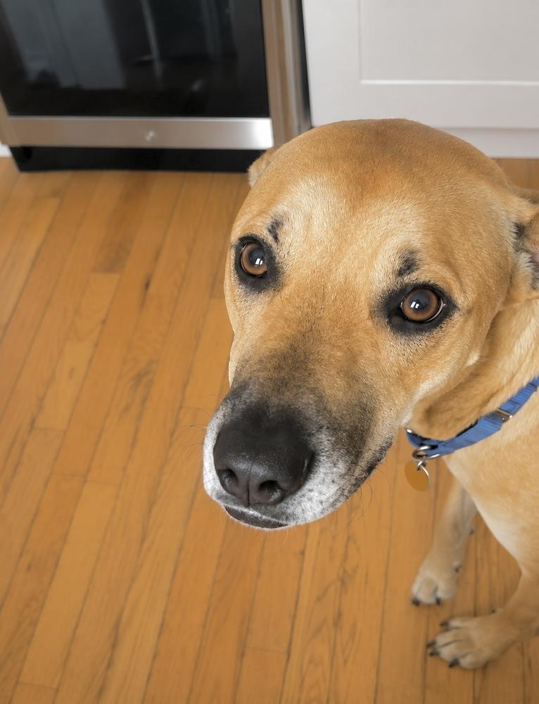 Enlarge Willow Scooby Doo, a Adoptable mixed breed in Saugus, MA image 5/6