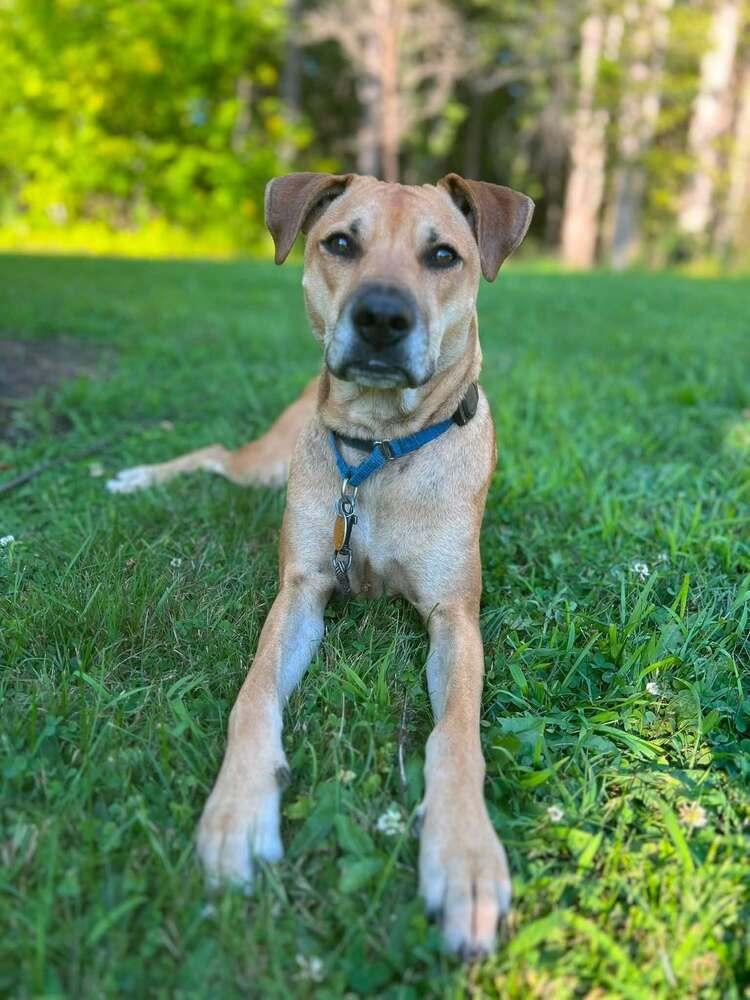 Enlarge Willow Scooby Doo, a Adoptable mixed breed in Saugus, MA image 6/6